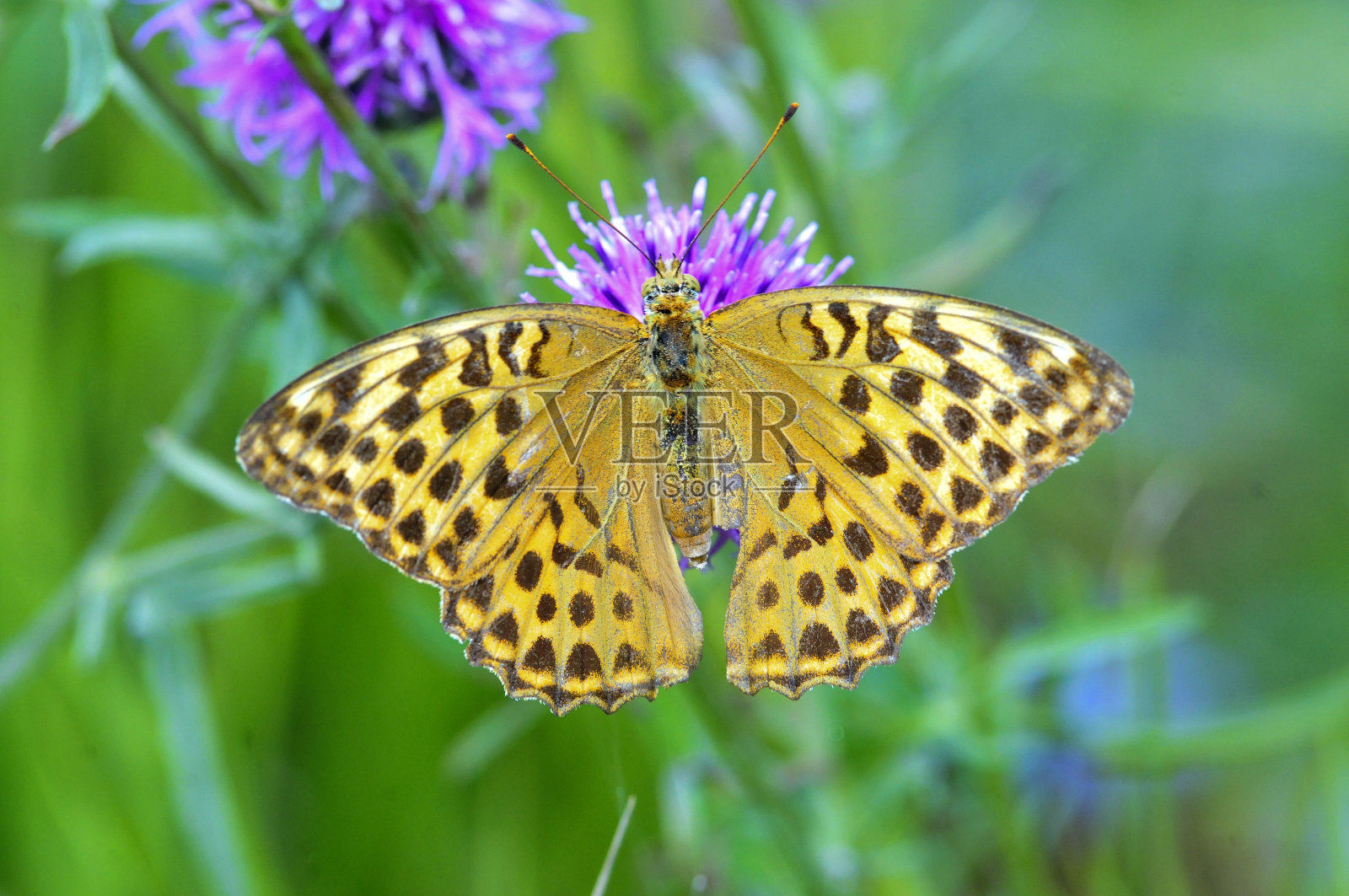 银白色的贝母蝶。照片摄影图片