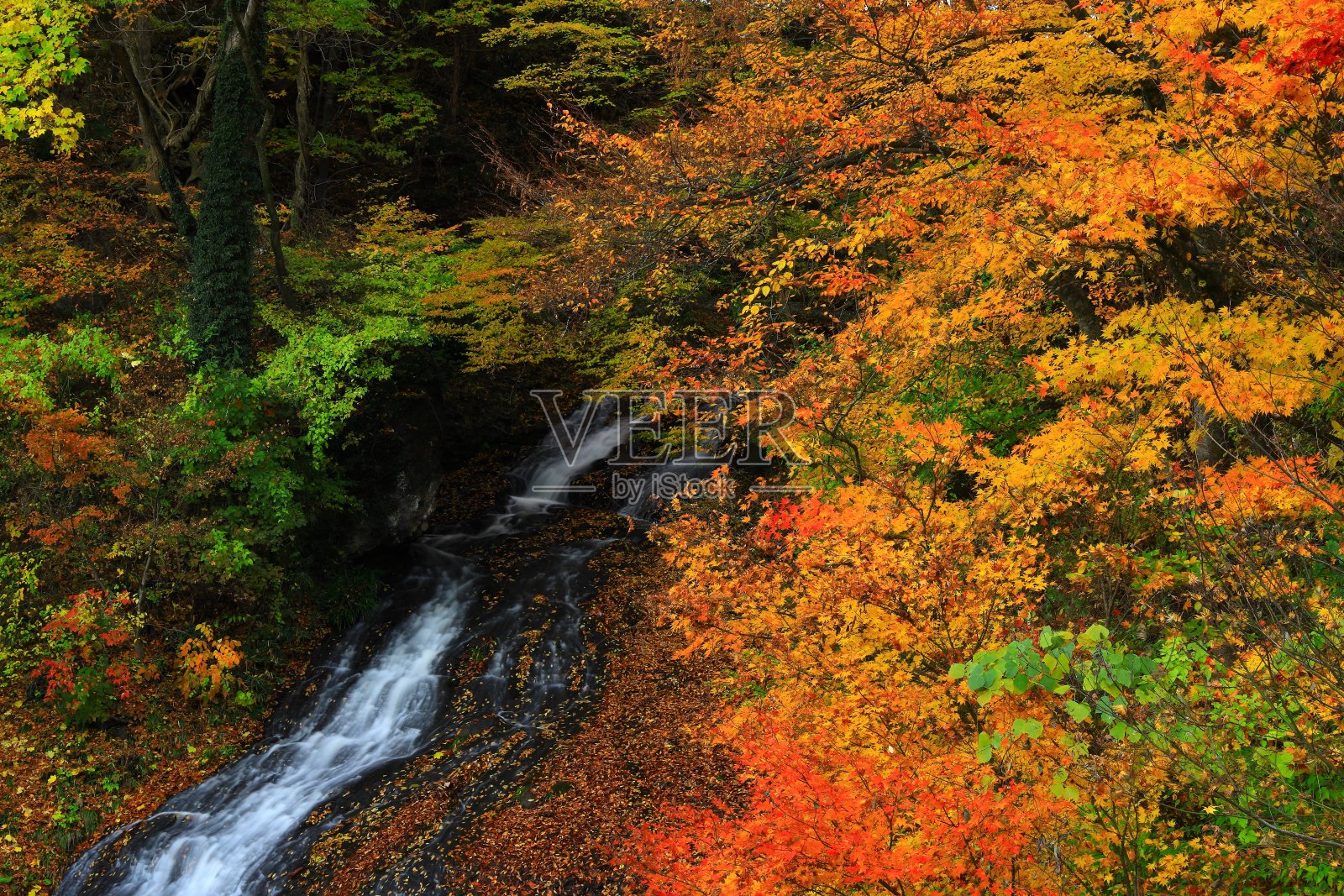 秋天的落叶照片摄影图片