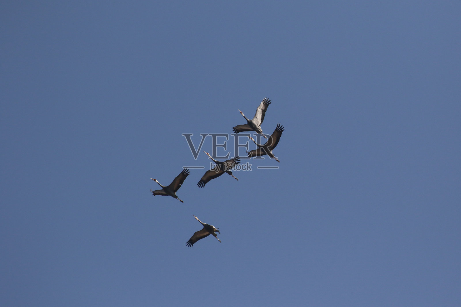 飞行的鸟类。VH510照片摄影图片