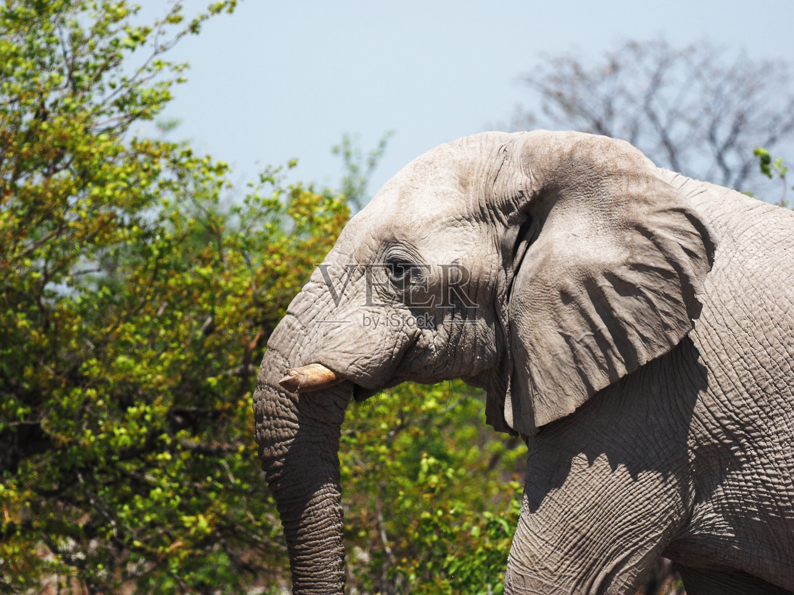 非洲象照片摄影图片