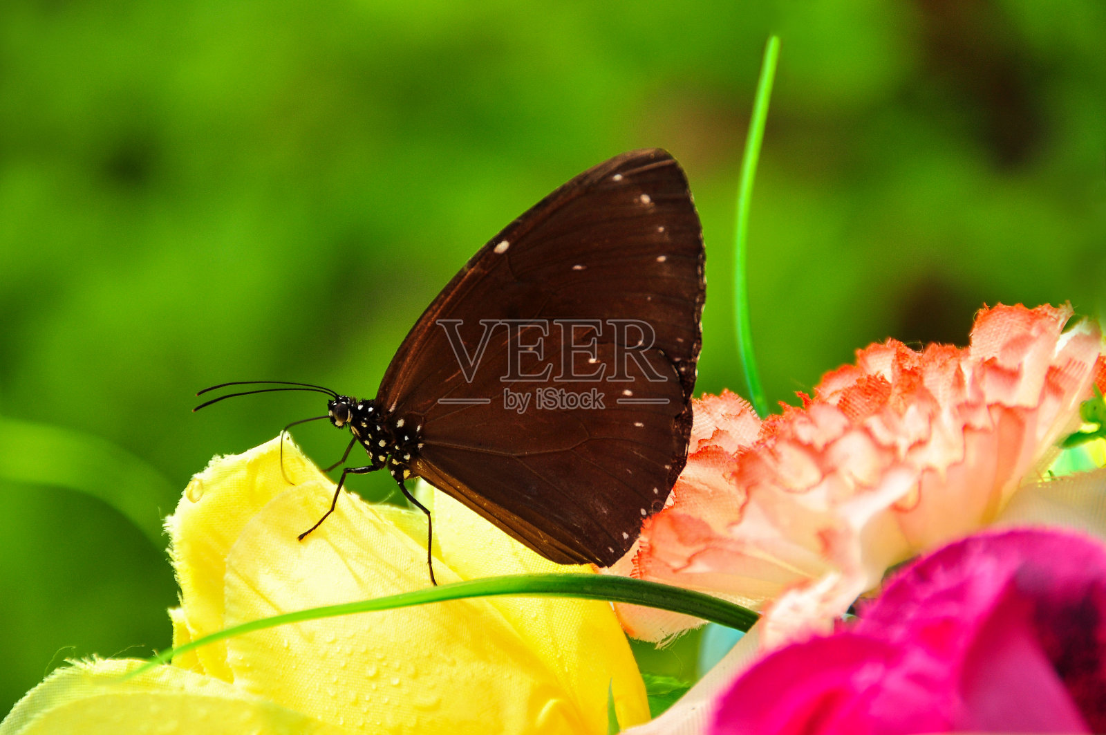 海南蝴蝶园照片摄影图片