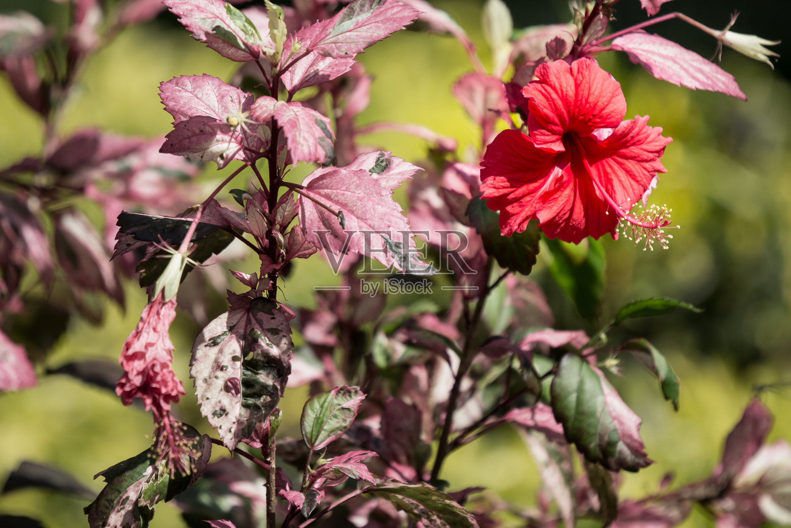 红色芙蓉的特写照片摄影图片
