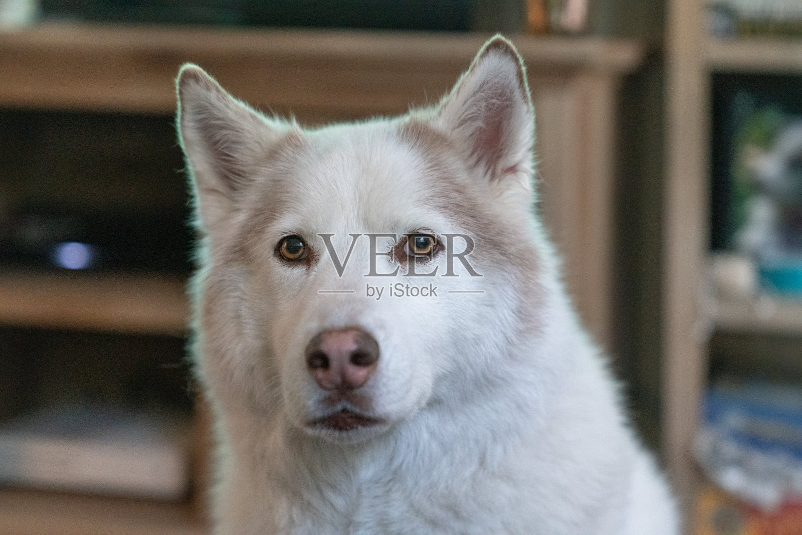 可爱的白色哈士奇狗照片摄影图片