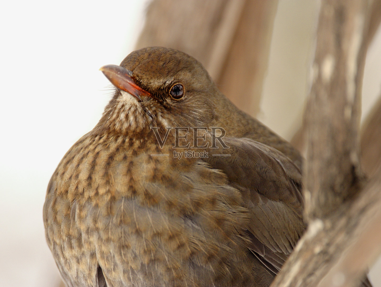 在树枝上的一只雌性黑鸟照片摄影图片
