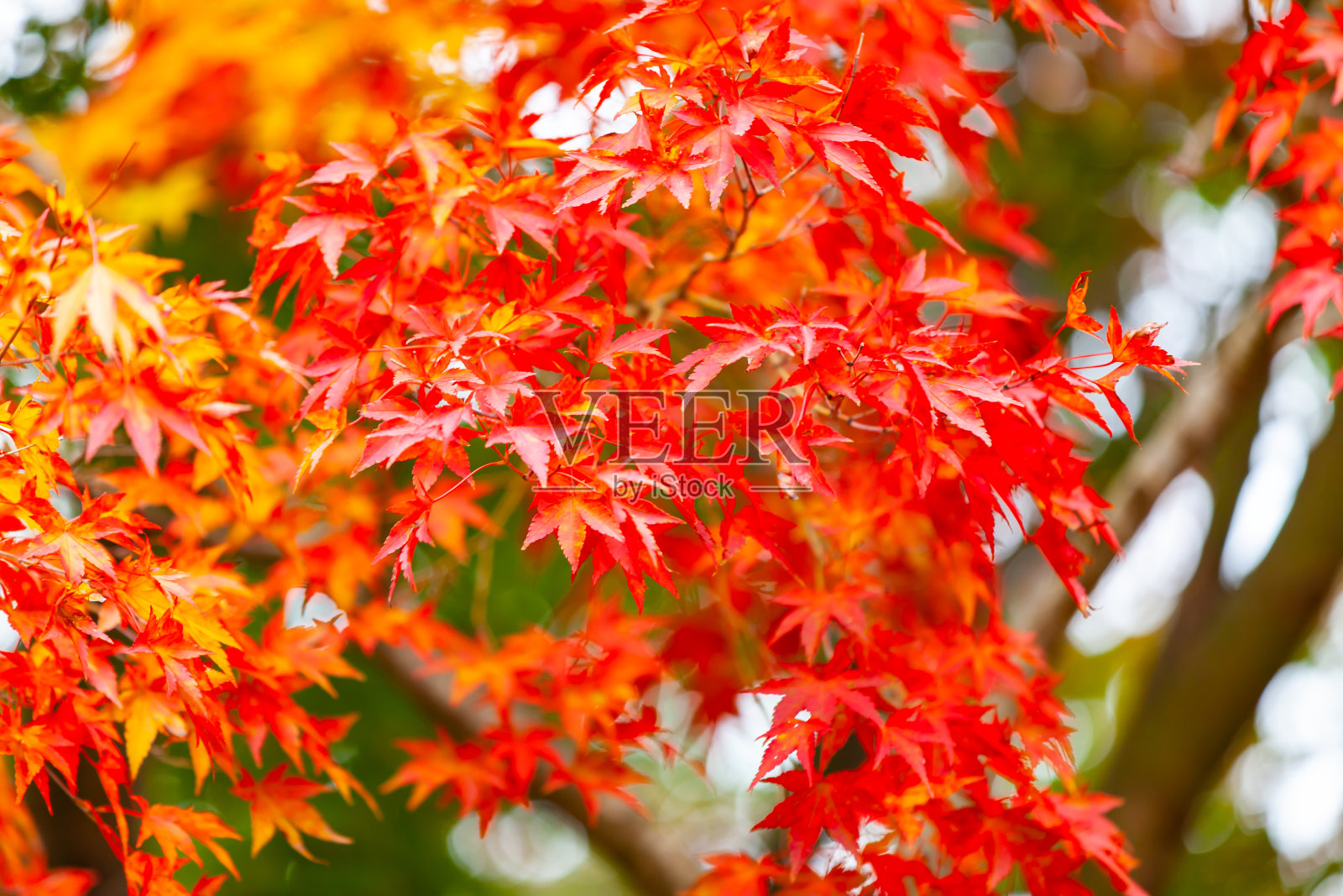 秋天留下了一棵美丽多彩的树。照片摄影图片