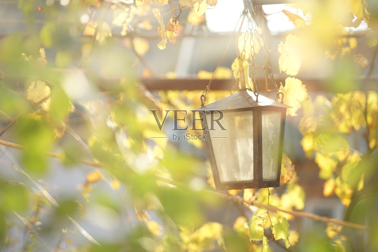 美丽的灯笼悬挂在葡萄拱门下，在一个晴朗的秋天照片摄影图片