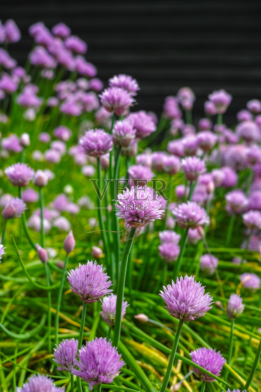菜园子里韭菜葱属植物的夏季开花照片摄影图片