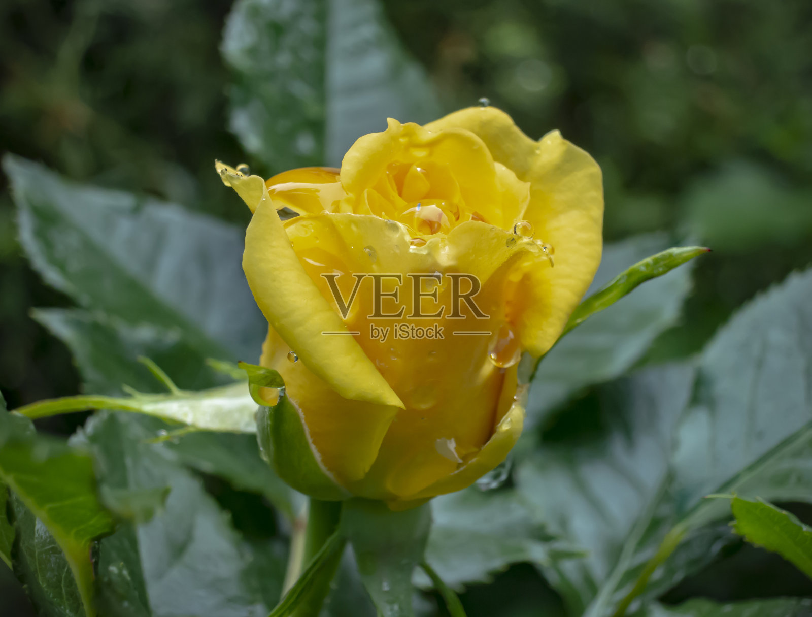 明亮的黄色玫瑰和大雨滴在绿色的叶子背景。玫瑰抒情的设计理念照片摄影图片
