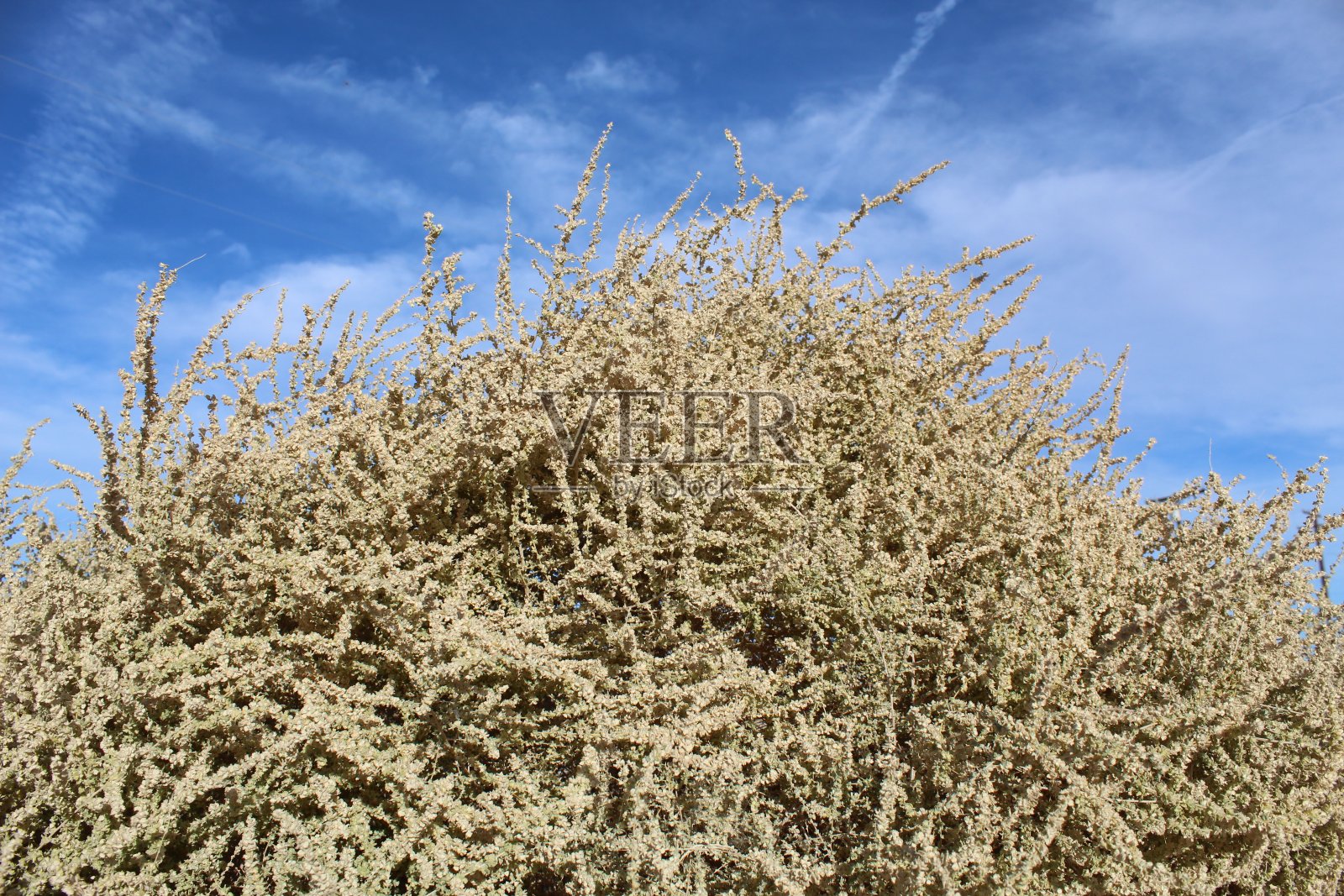 天庭polycarpa - 29棕榈树- 102918照片摄影图片