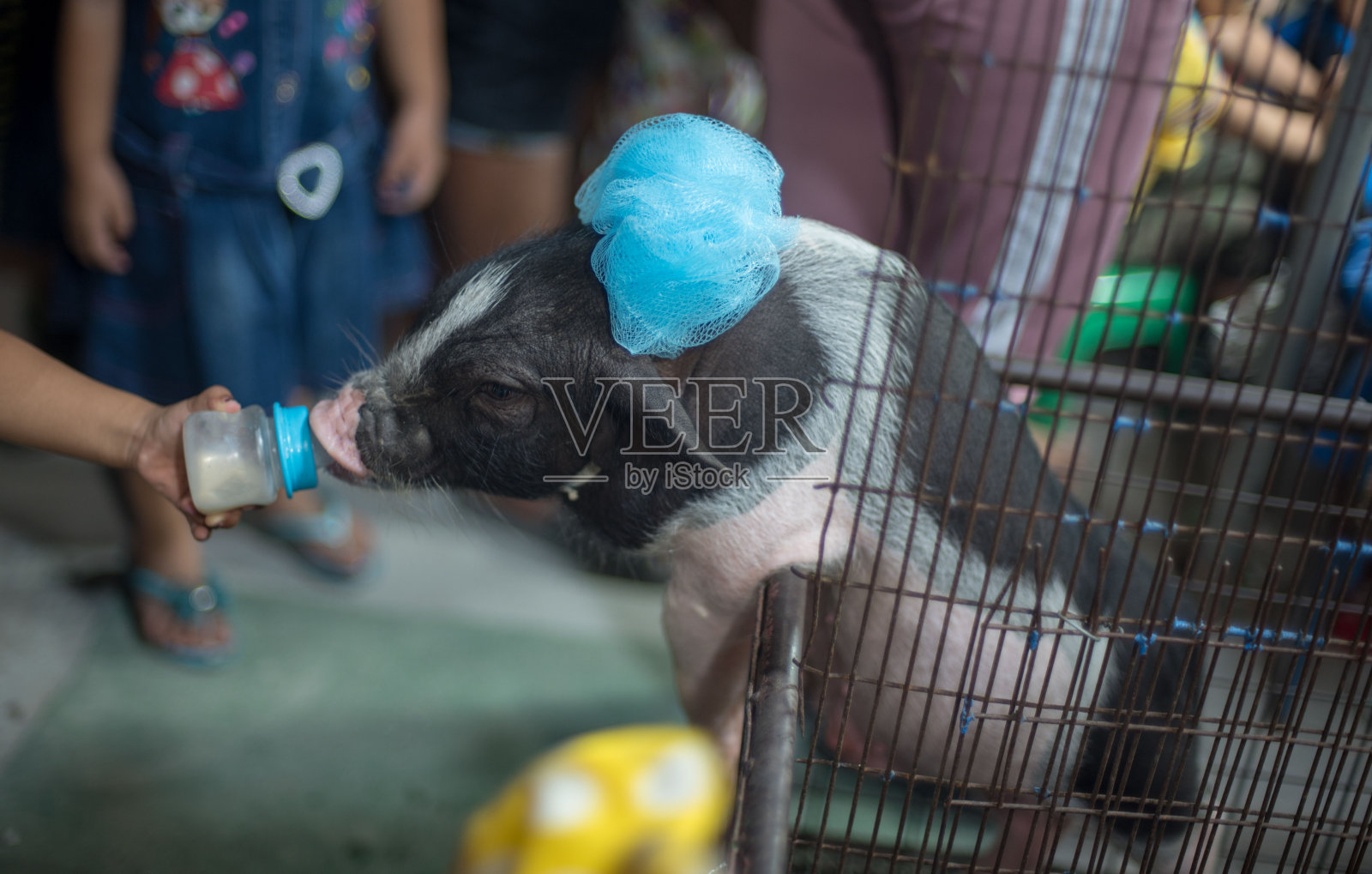 猪吃家族忠诚的饲养。照片摄影图片