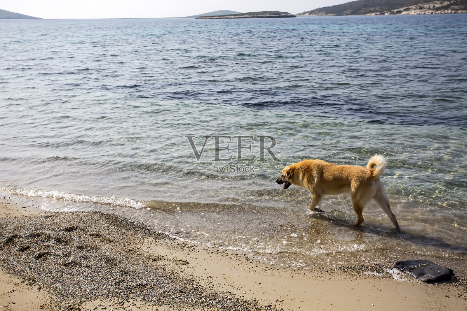 流浪狗。被遗弃的，孤独的狗在户外。照片摄影图片