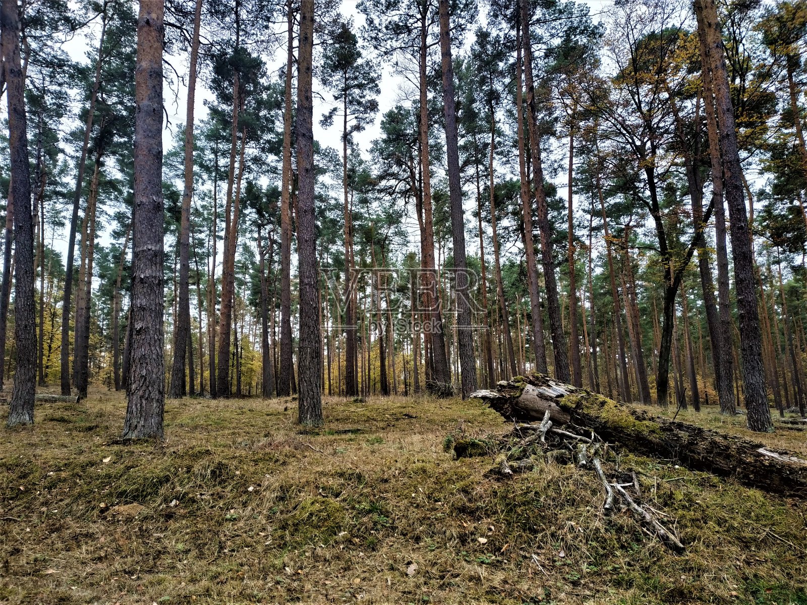 森林中的苏格兰松树，有草和树干照片摄影图片