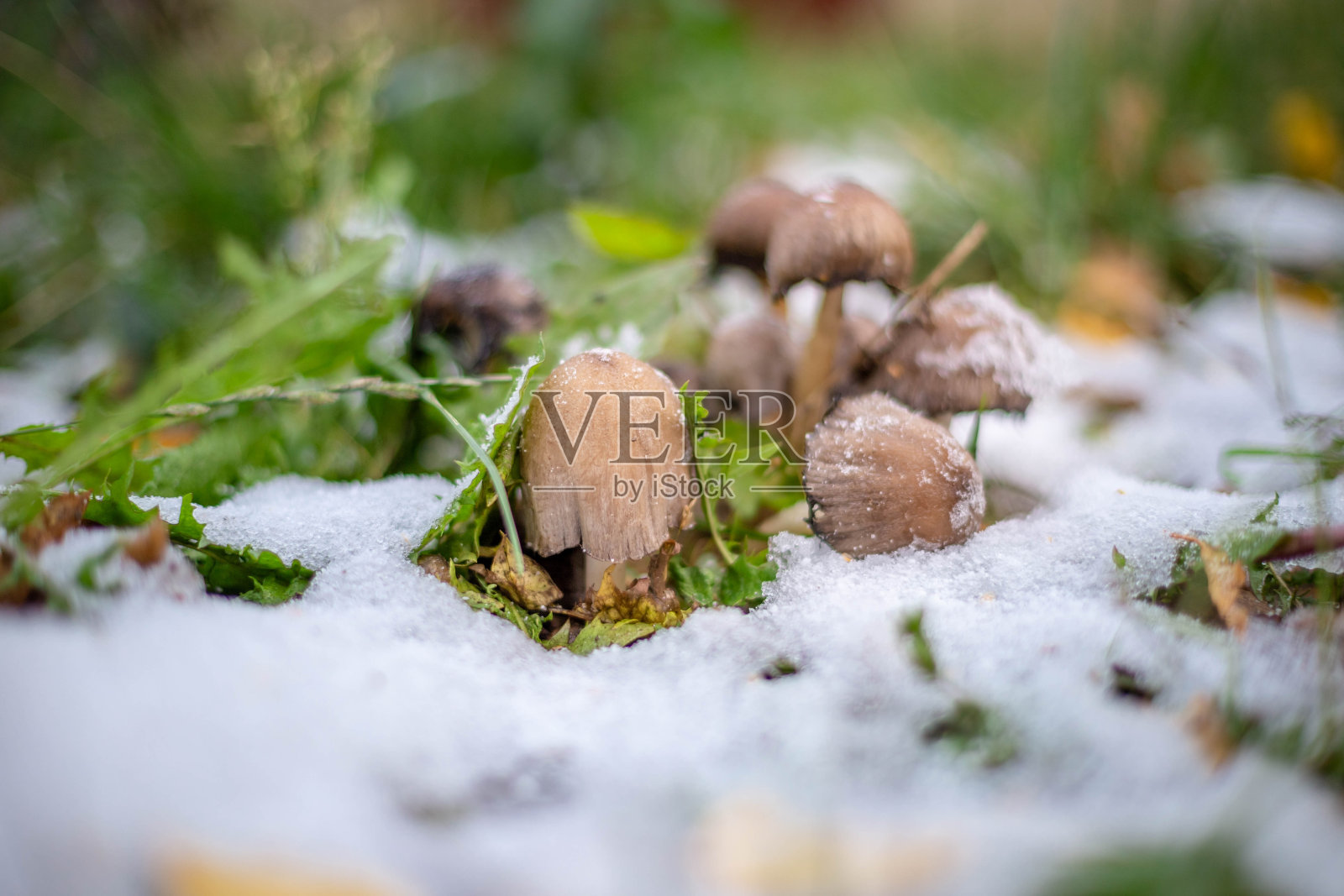 雪下的蘑菇家族照片摄影图片