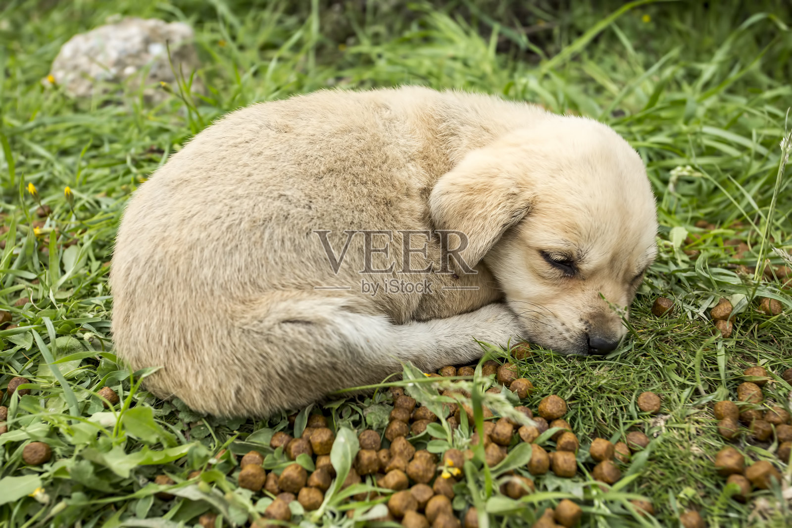流浪狗。被遗弃的，孤独的狗在户外。照片摄影图片