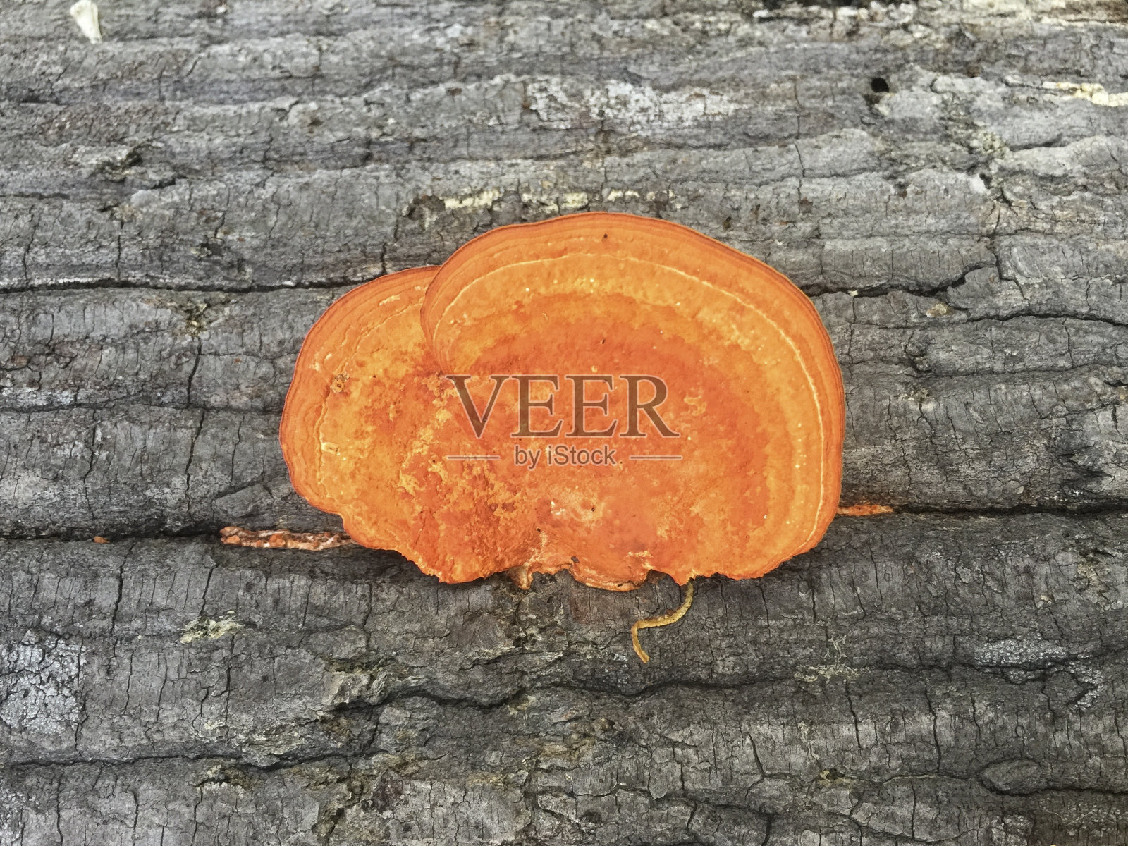 产于热带雨林的橘黄色野生蘑菇或真菌。照片摄影图片