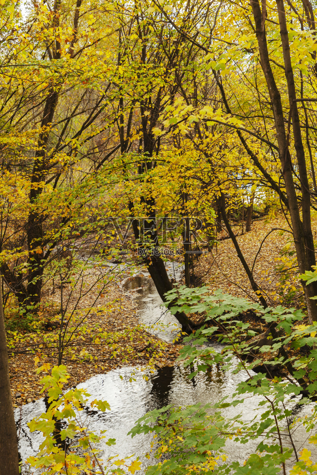 奥斯陆古斯塔夫维格兰雕塑公园的秋季色彩照片摄影图片