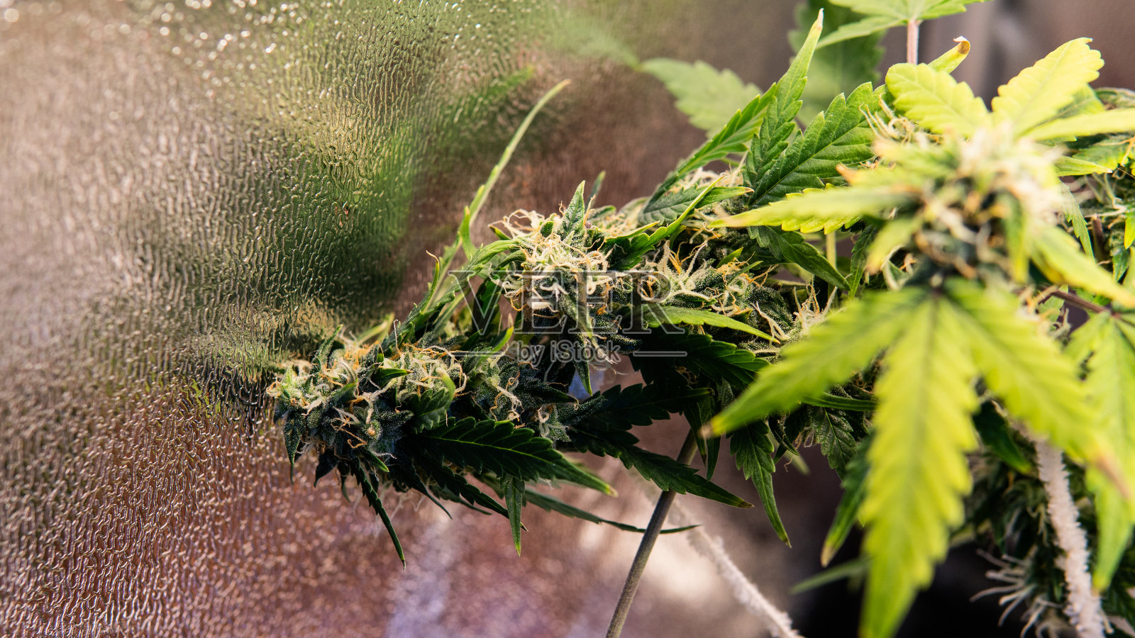 大麻收割的细节特写照片摄影图片