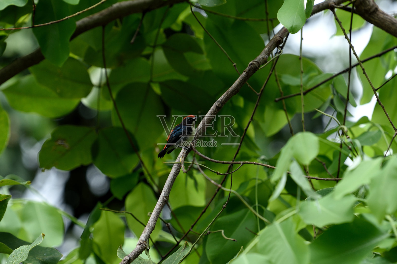 猩红色背的啄木鸟照片摄影图片