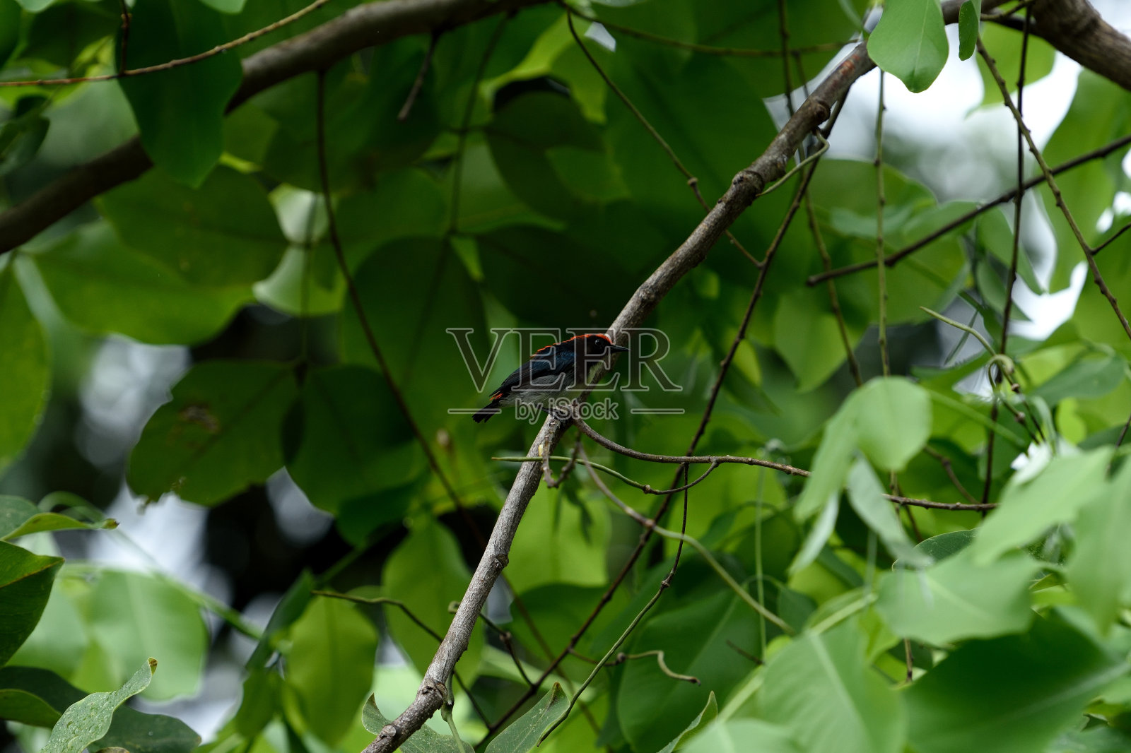 雄猩红色背啄木鸟照片摄影图片