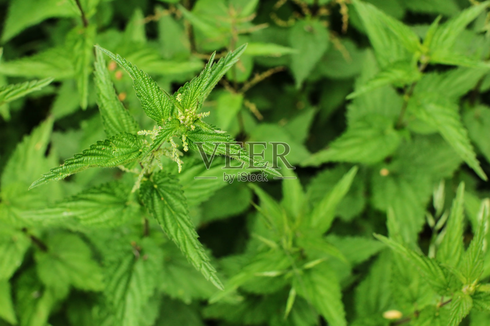 景深较浅，只聚焦于花和叶的顶部，刺荨麻(荨麻)的背面有更多的绿色植物。照片摄影图片