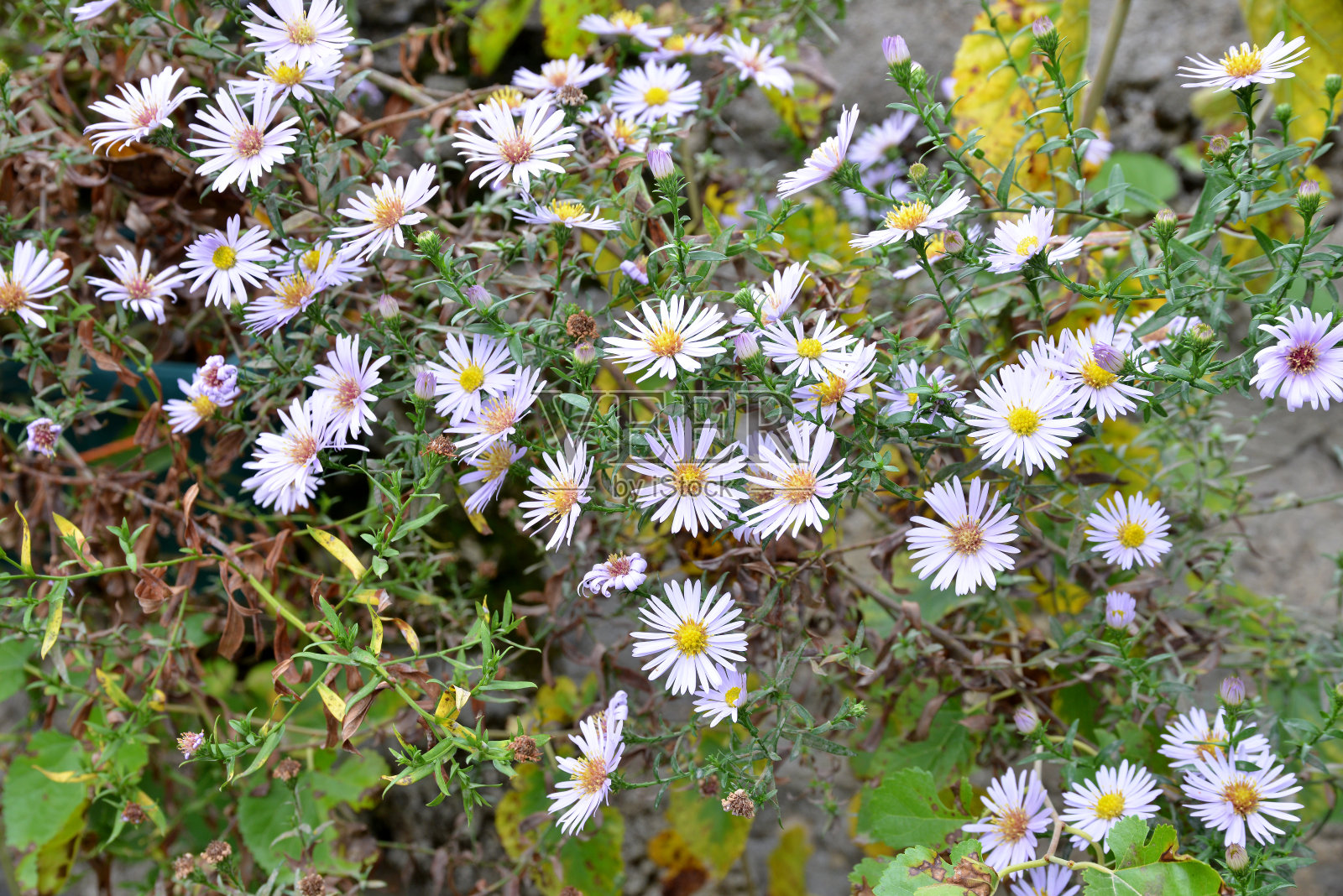 雏菊花照片摄影图片