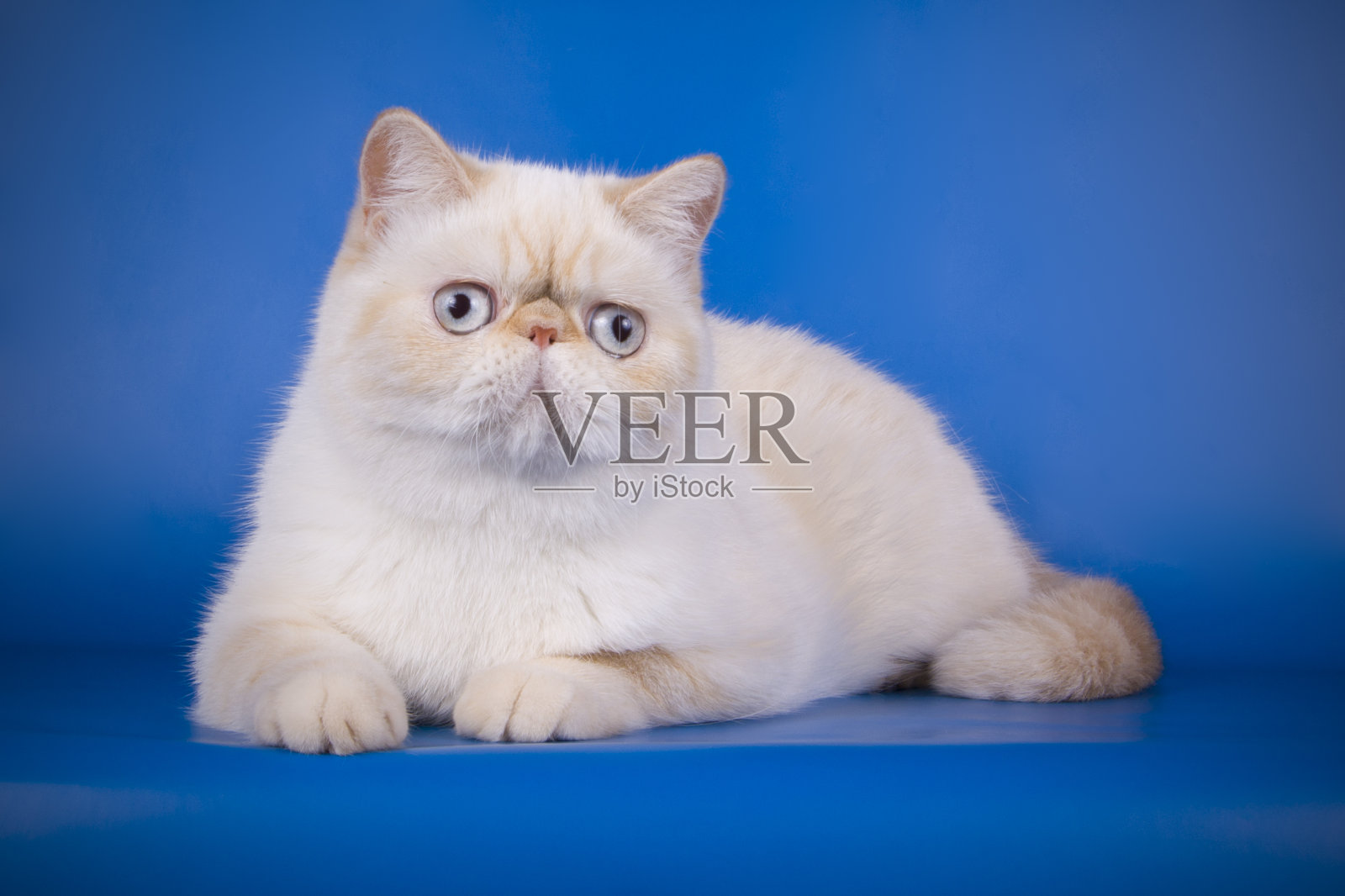 异国情调的双色猫在彩色背景照片摄影图片