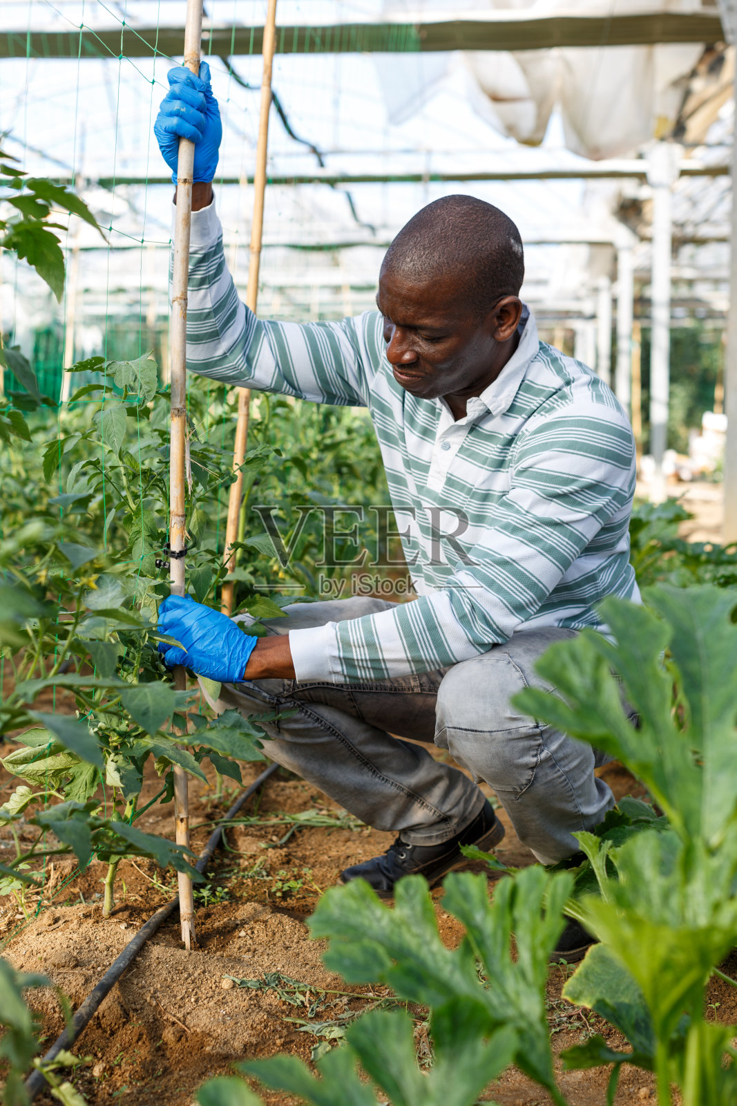 农民正在检查番茄植株的支架照片摄影图片