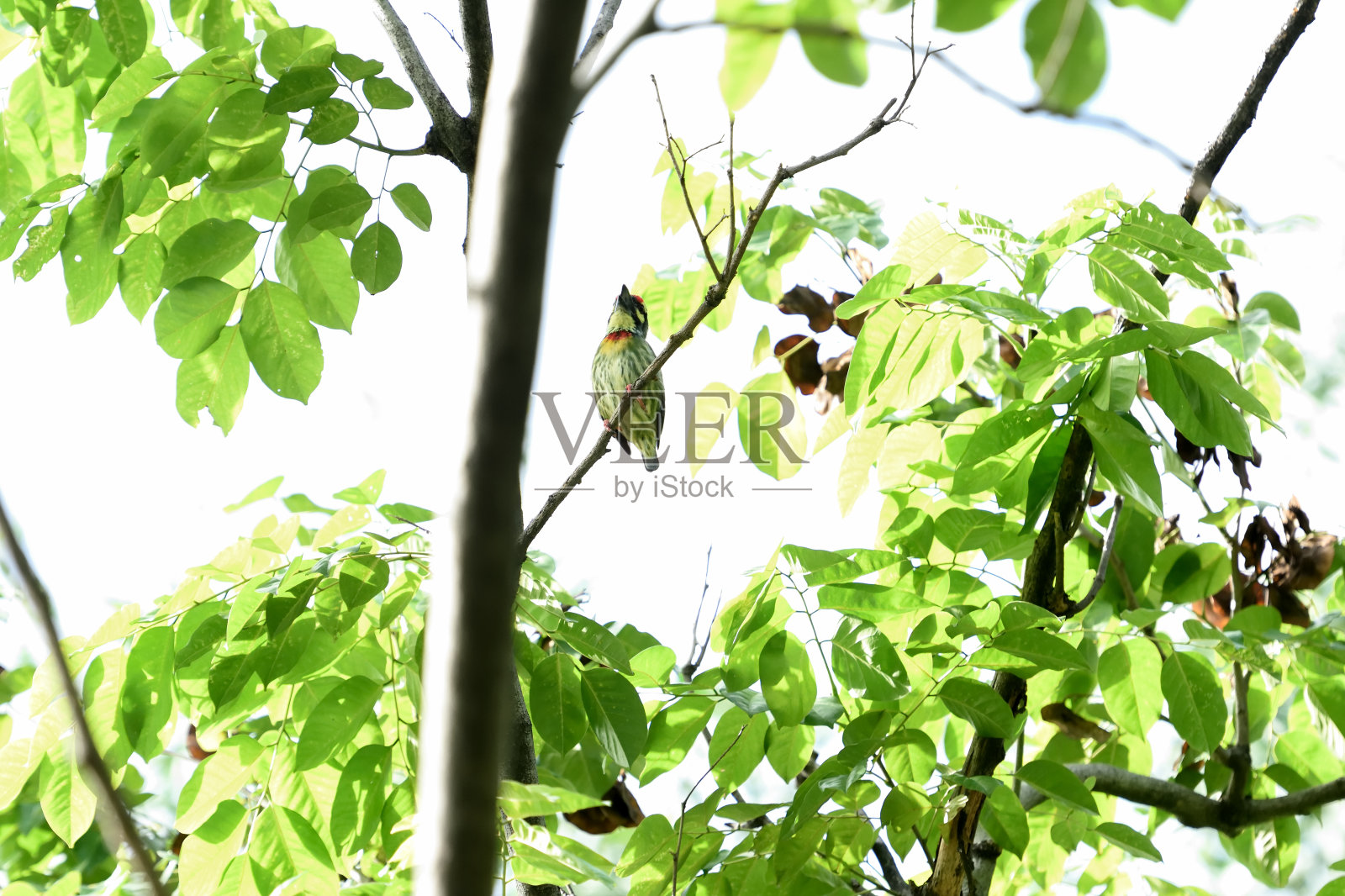 铜匠烧烤照片摄影图片