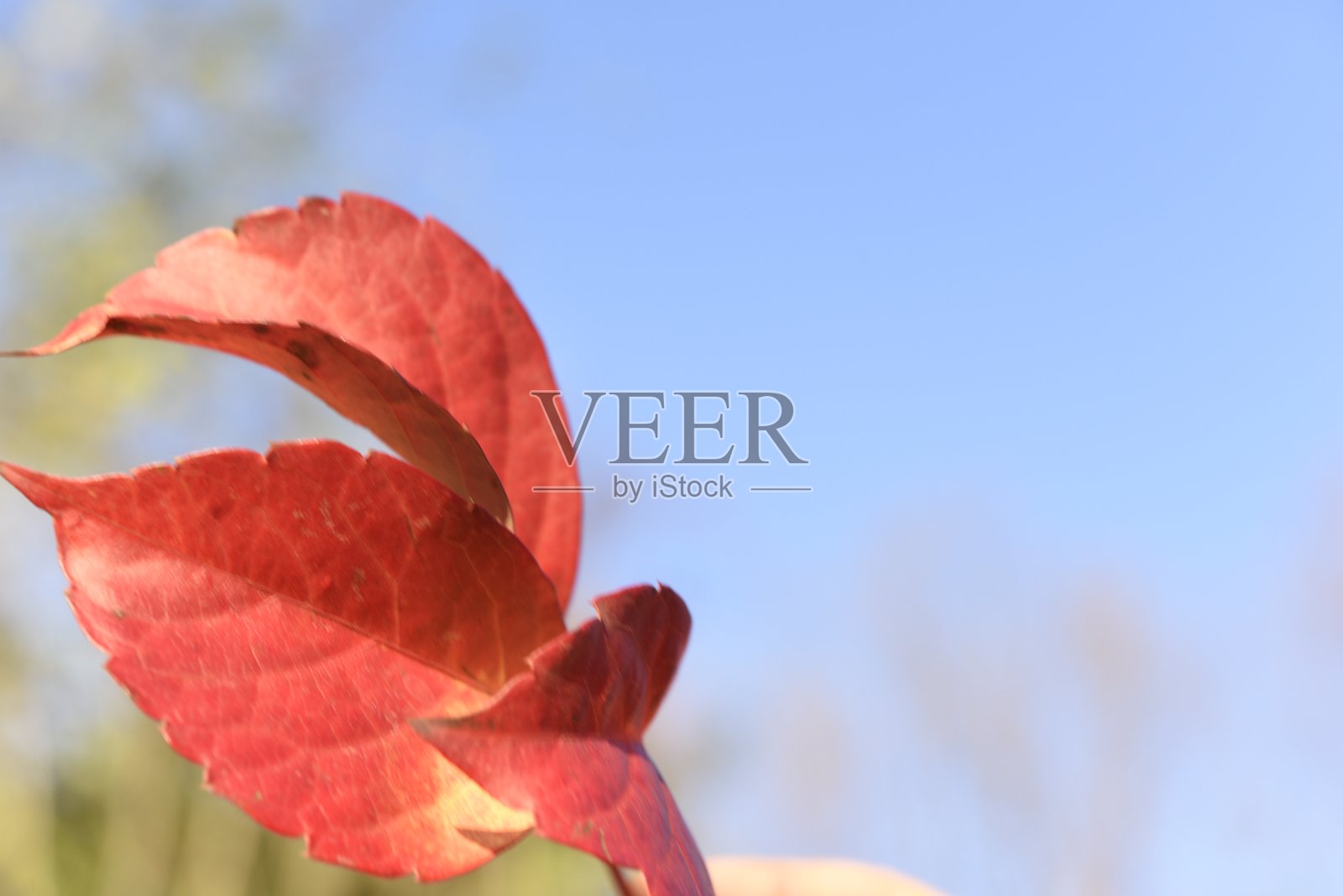 秋天的红叶照片摄影图片