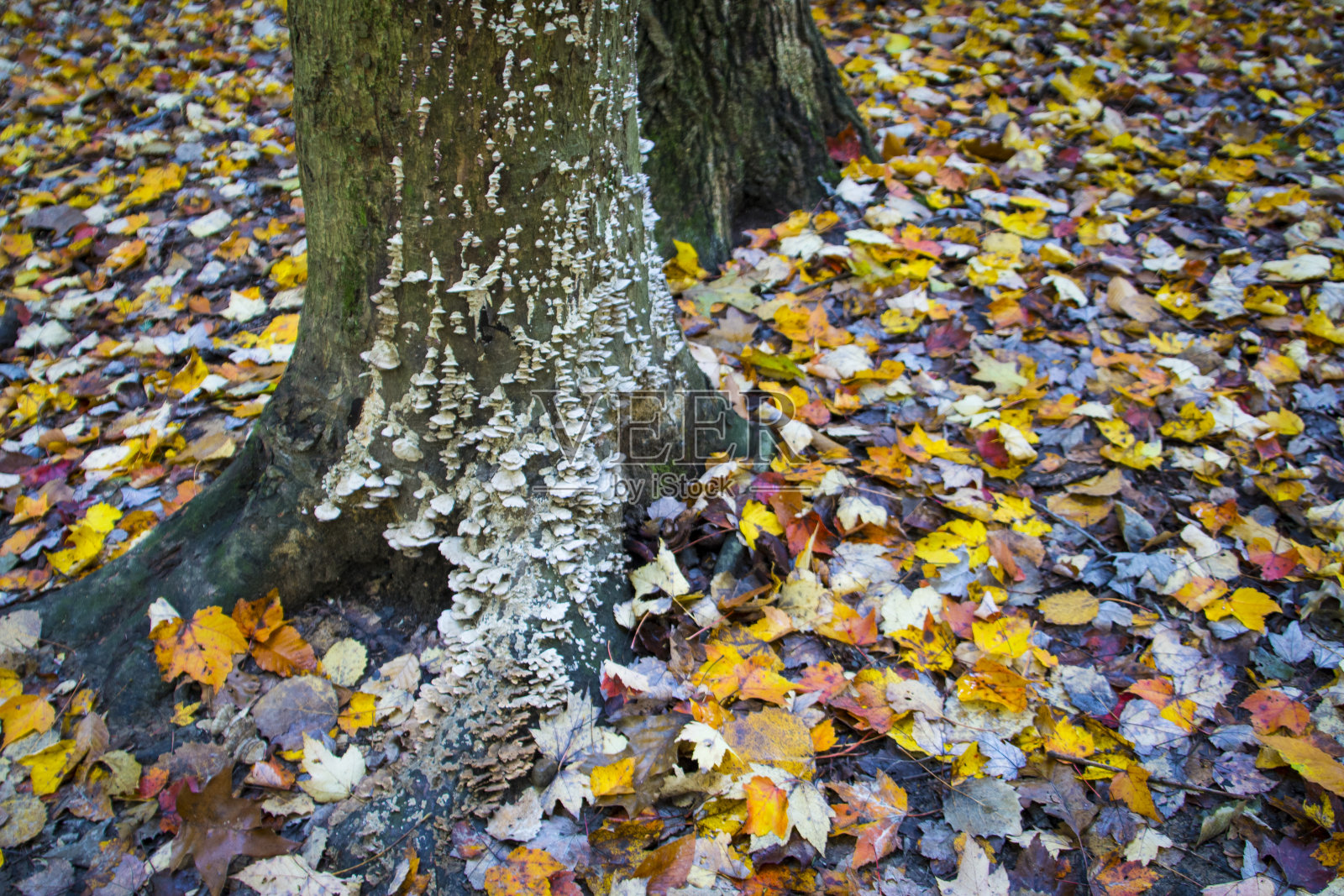 白蘑菇照片摄影图片