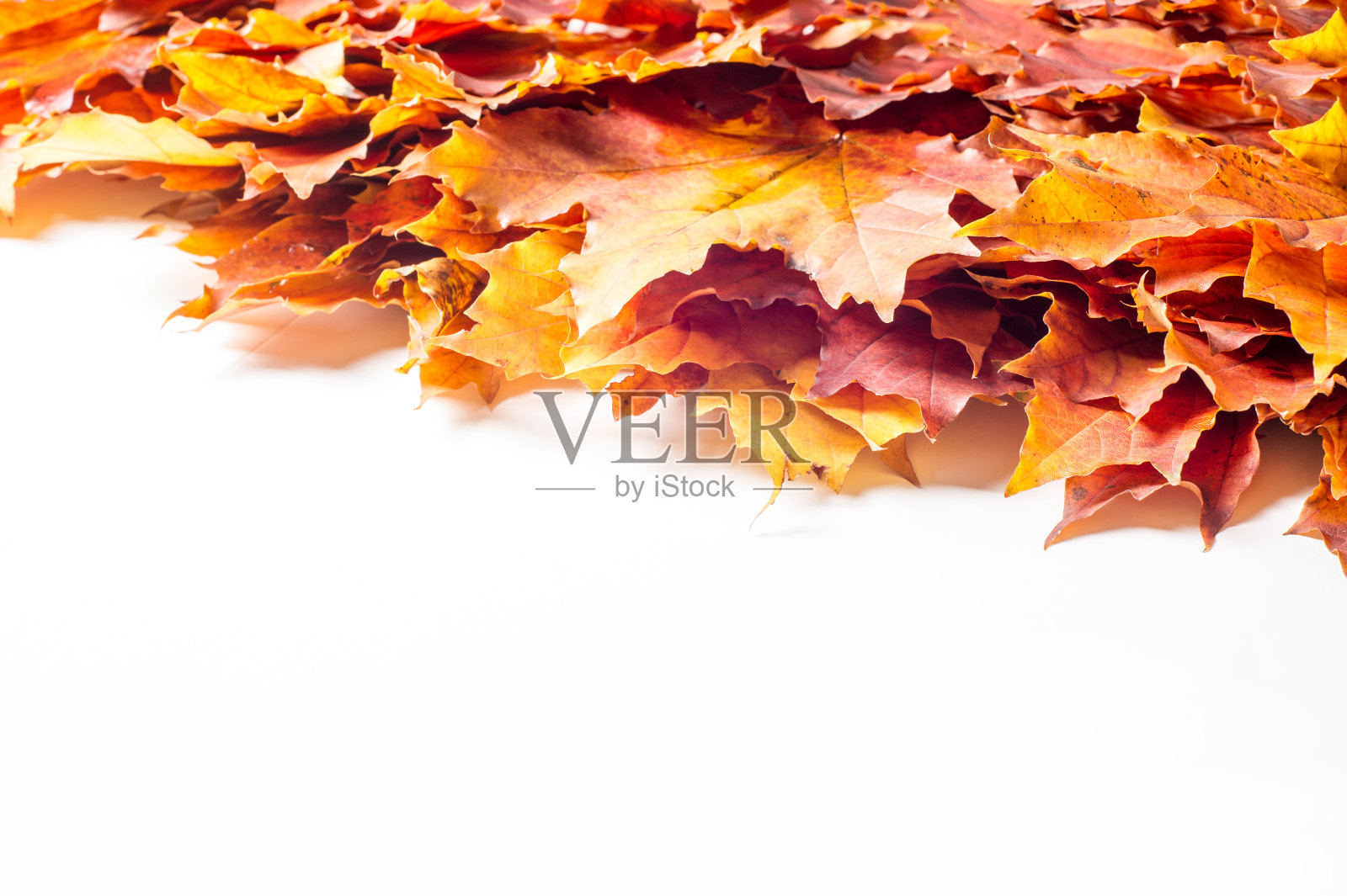 秋天的枫叶静物。秋天的暖色。绿色和黄色的秋天枫叶照片摄影图片