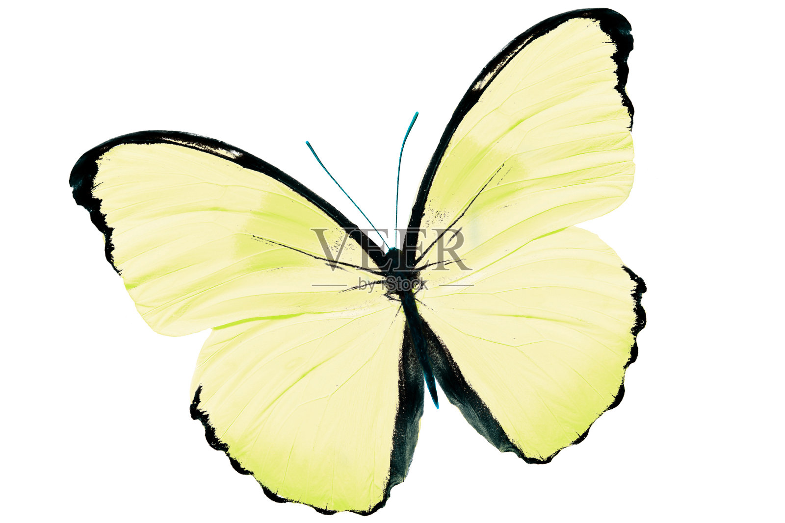 сolor蝴蝶孤立在白色背景上照片摄影图片