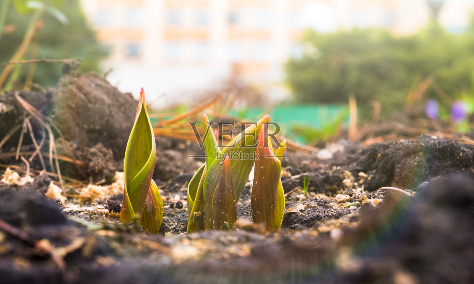 盛开的雪花莲。早上flower.Macro。照片摄影图片
