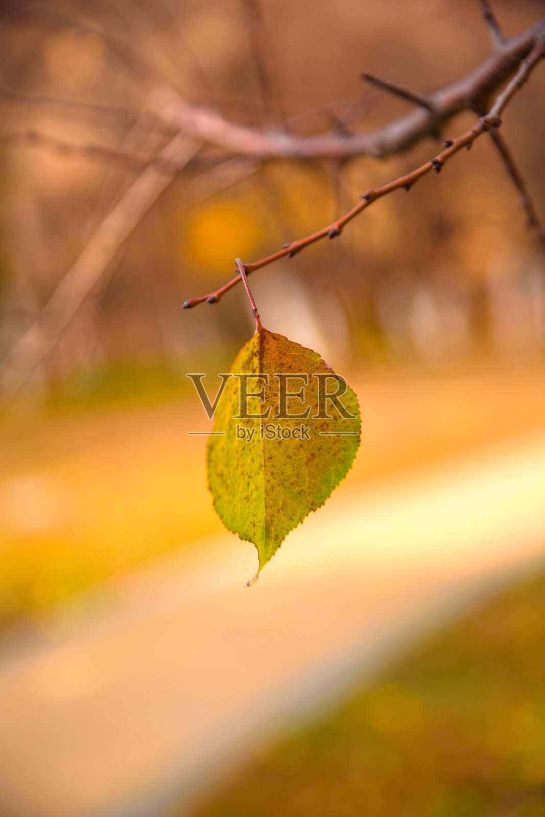 秋天挂在树枝上一片孤寂的叶子照片摄影图片