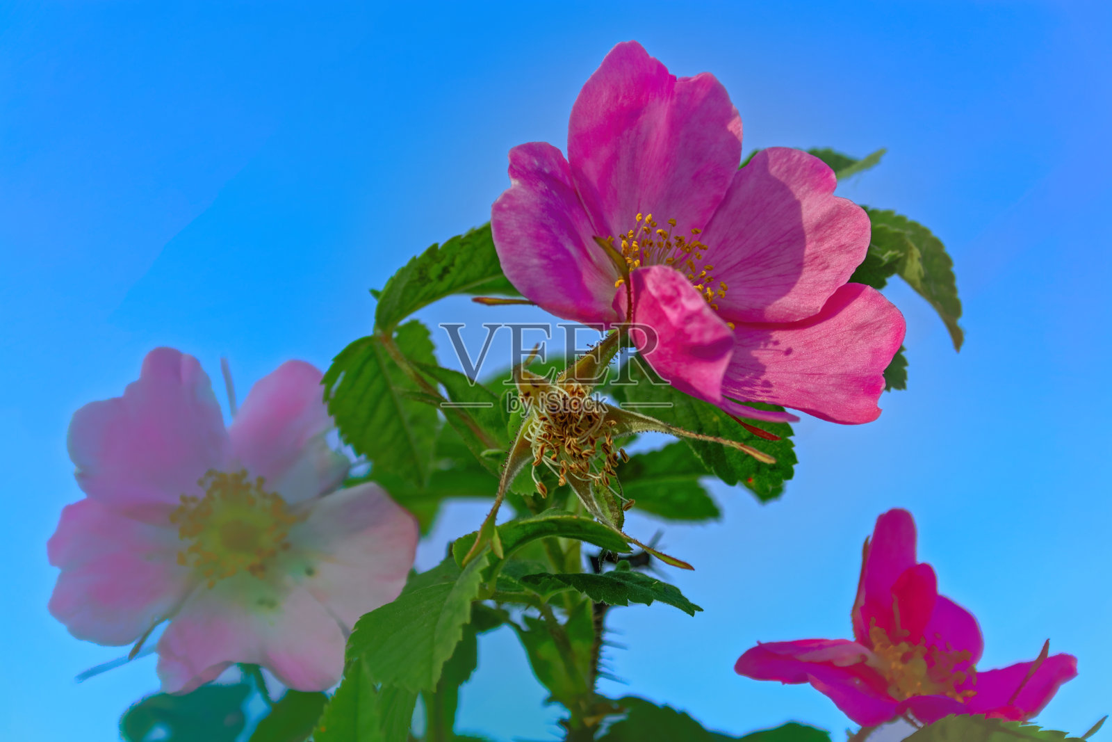 模糊的背景上盛开着鲜艳的粉红色夏季野玫瑰花。照片摄影图片