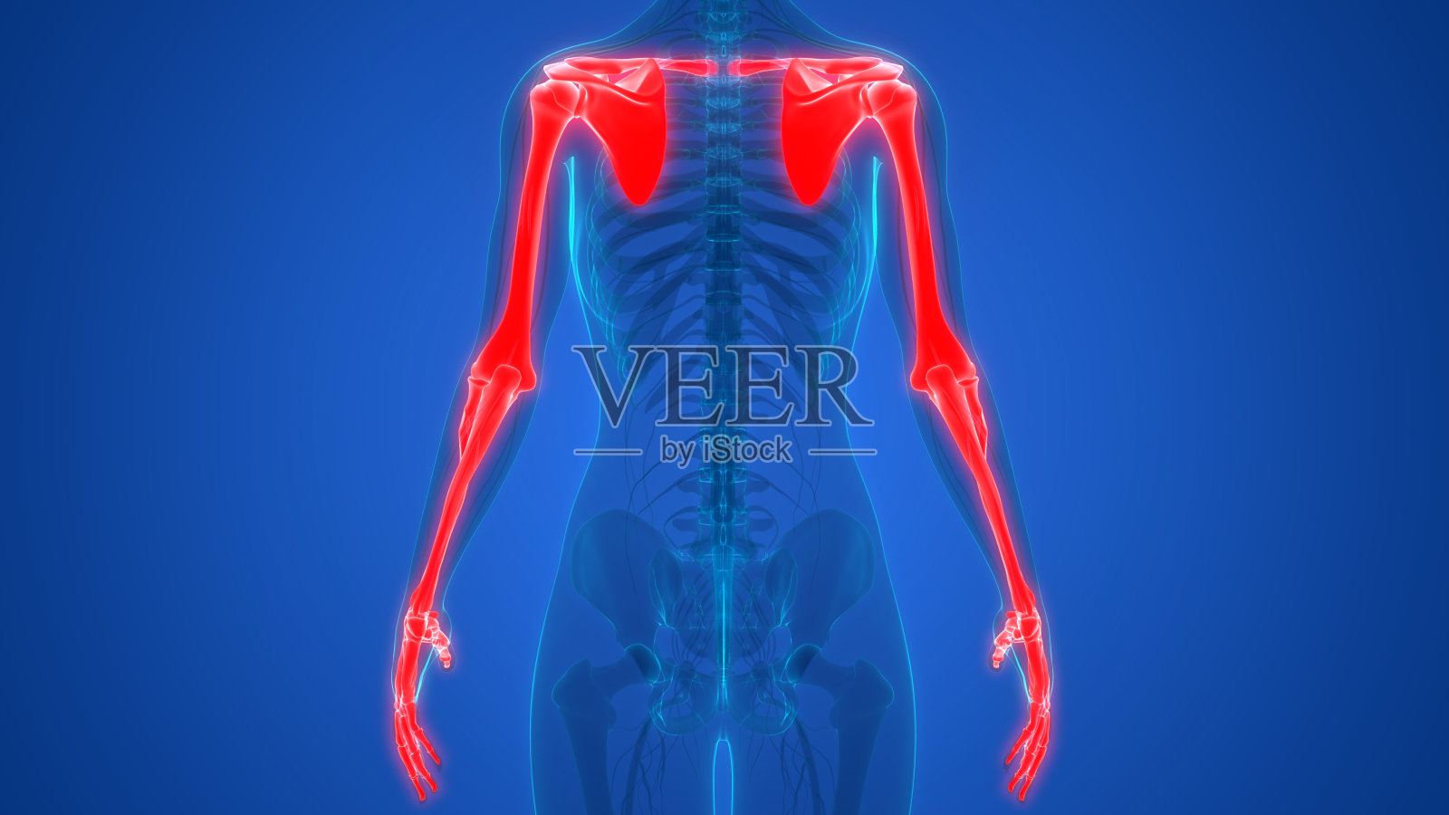 人体骨骼系统上肢解剖学照片摄影图片