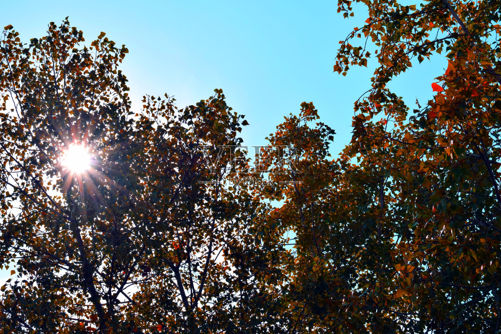 黄色的树叶在阳光下。印度的夏天。金色的树叶映着蓝天。照片摄影图片