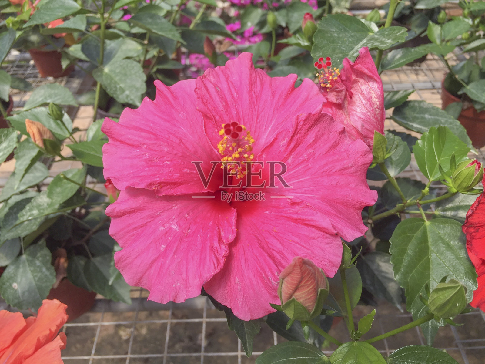 选择性聚焦盛开鲜艳的芙蓉花。它是马来西亚的国花，在当地被称为Bunga Raya。照片摄影图片