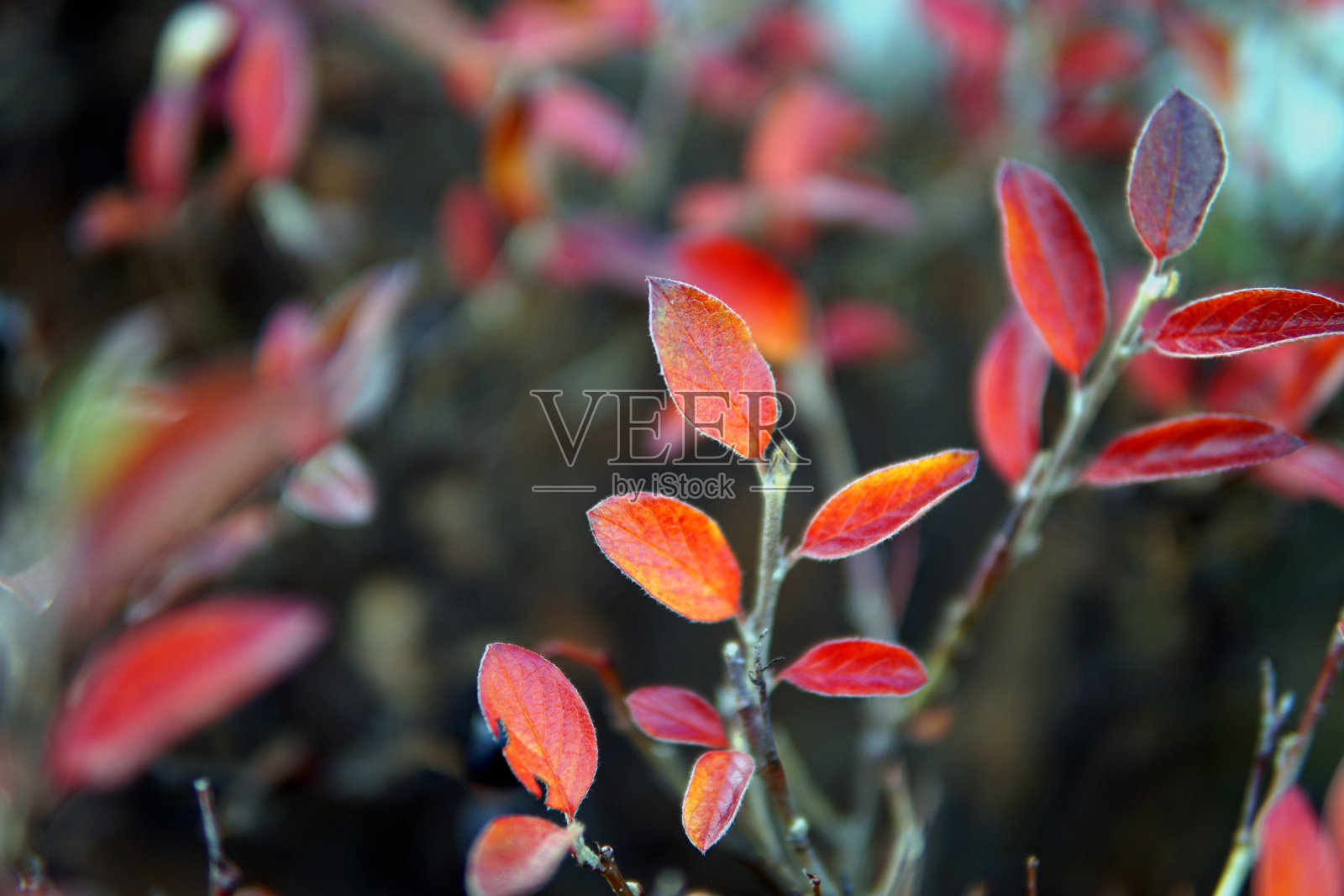 秋天的小檗绿地毯照片摄影图片