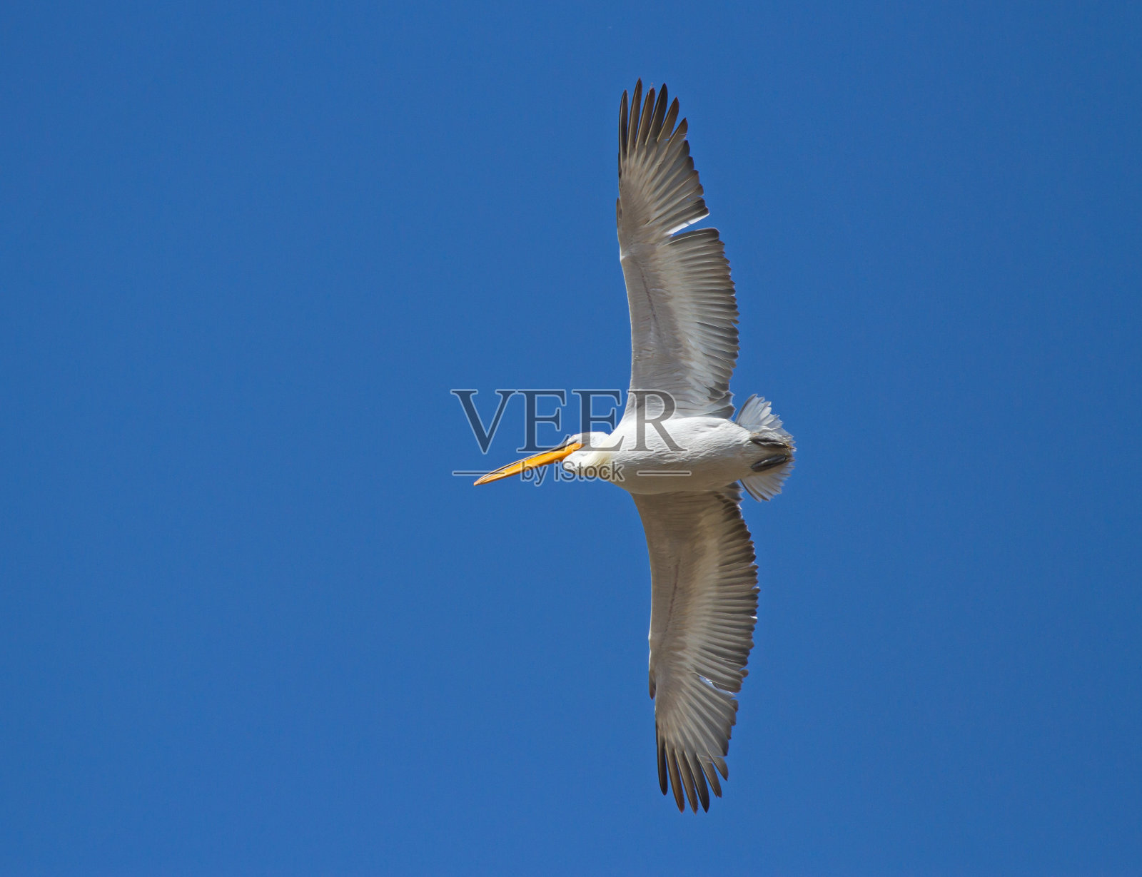达尔马提亚鹈鹕(pelelecanus crispus)飞行照片摄影图片
