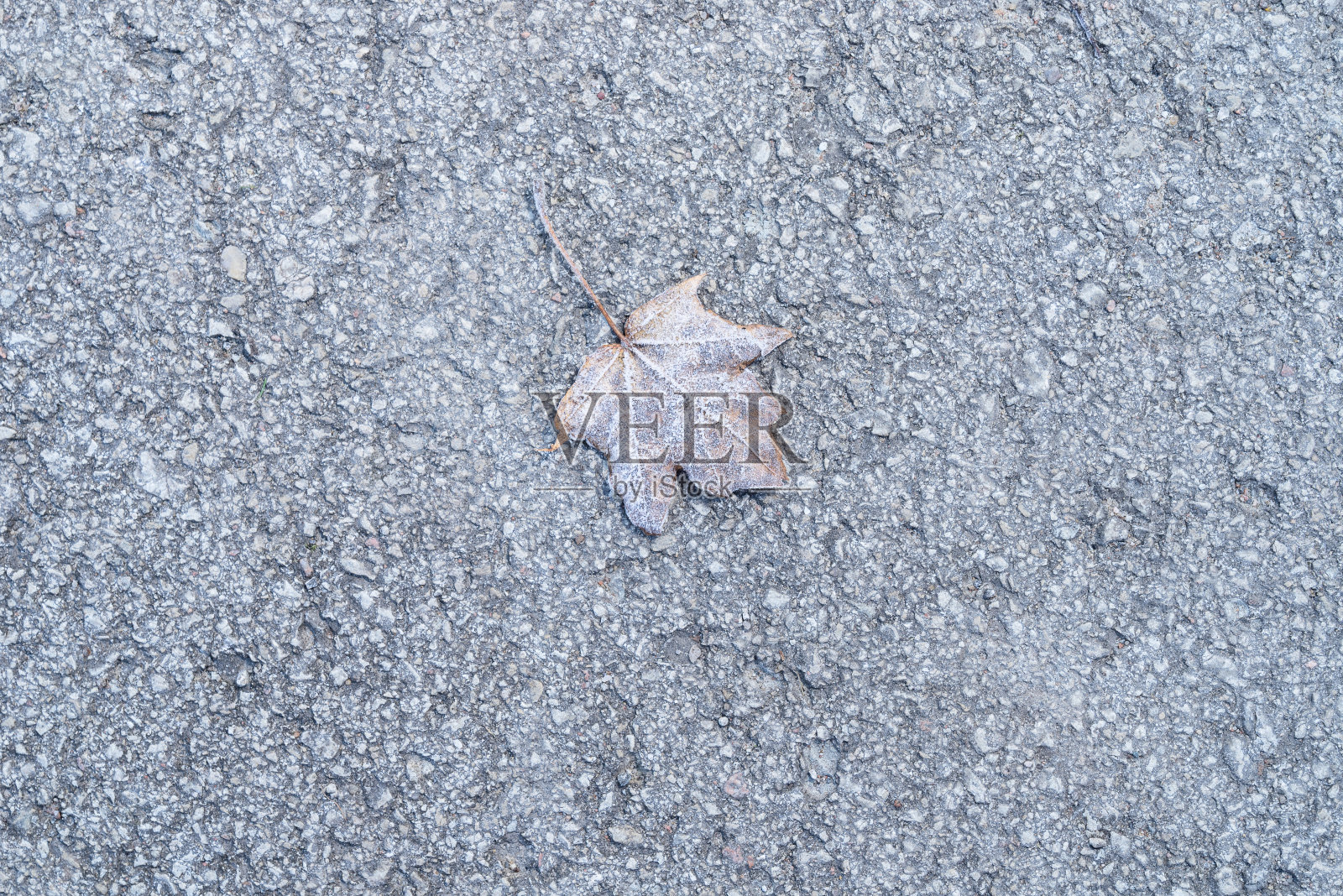 颜色的枫叶。霜冻的褐色秋叶。自然环境背景照片摄影图片