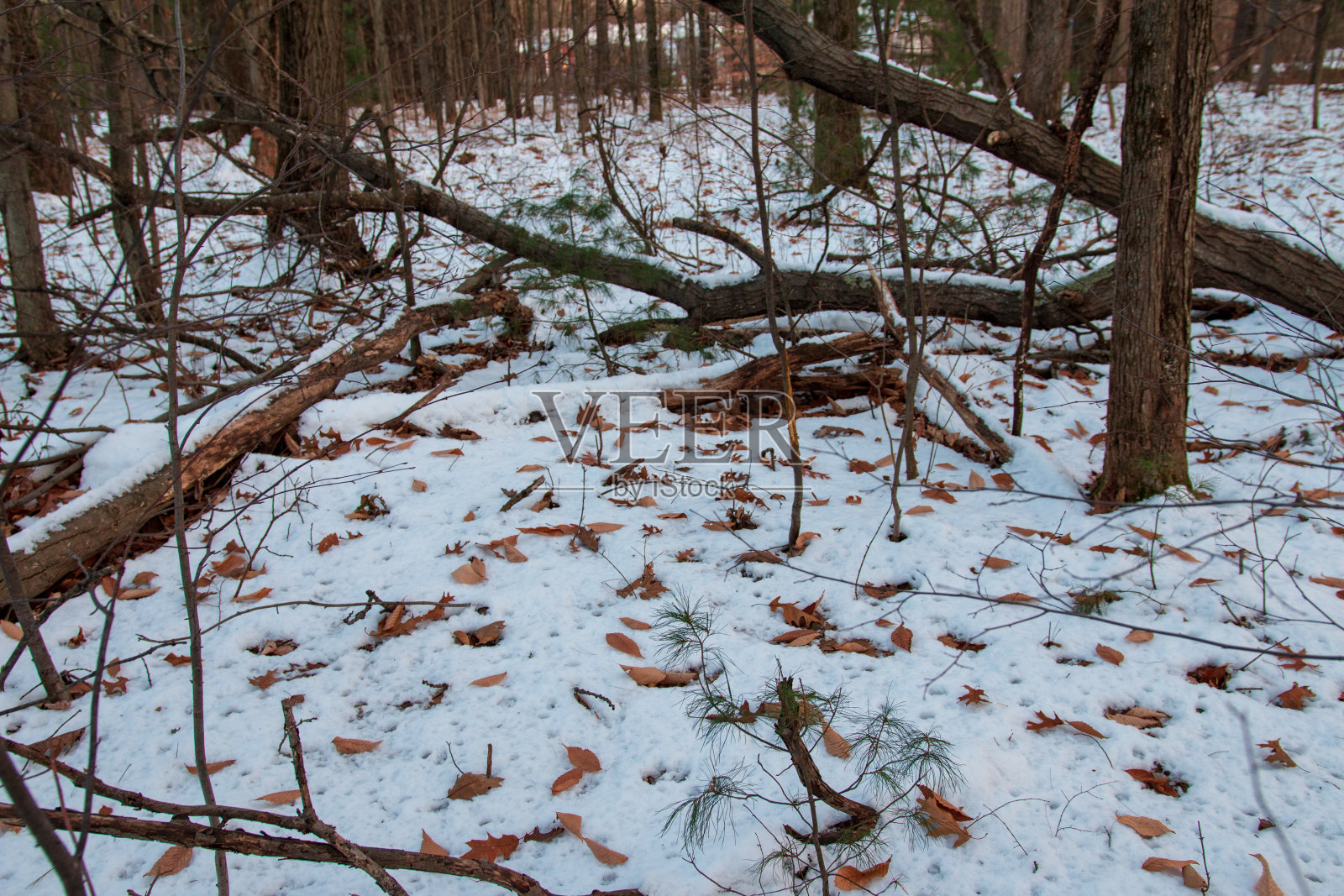 树林里的冬天照片摄影图片