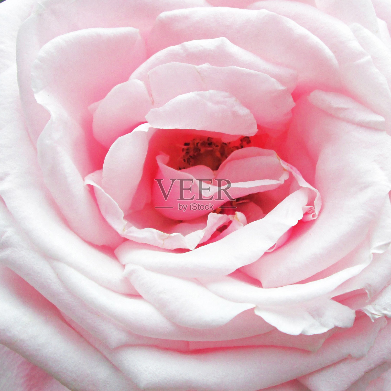 开着淡粉色的玫瑰花。照片摄影图片