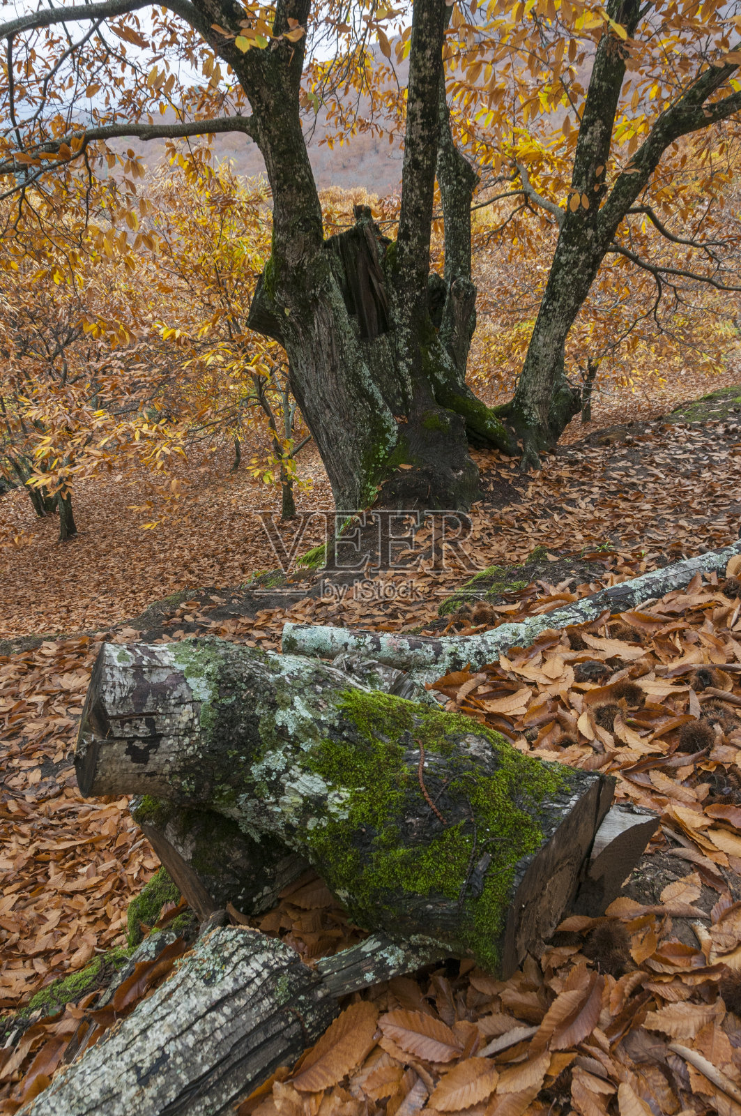 马拉加将军谷秋天的栗树林照片摄影图片