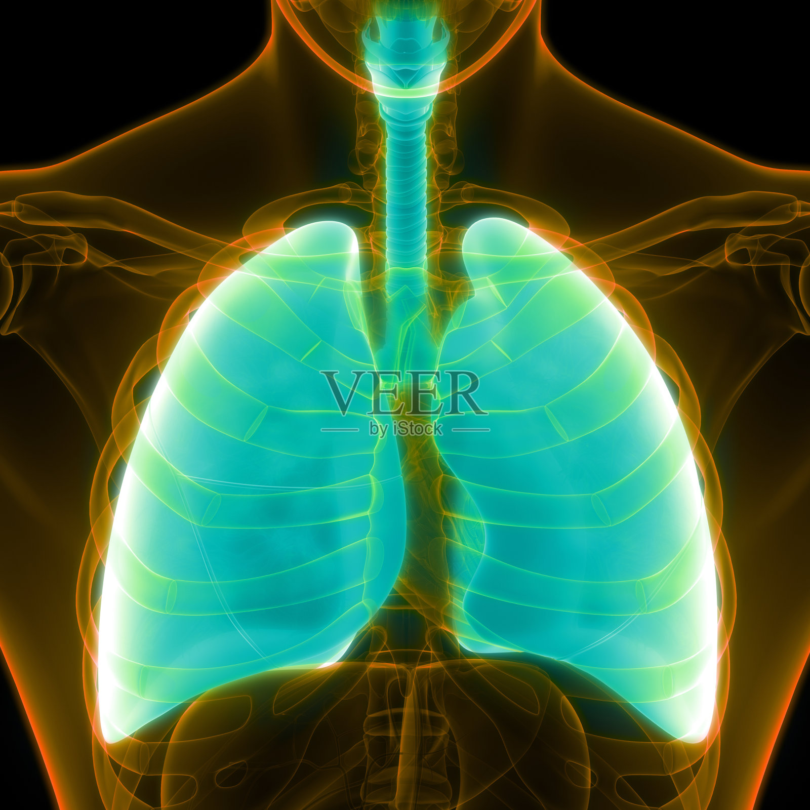 人体呼吸系统及肺解剖学照片摄影图片