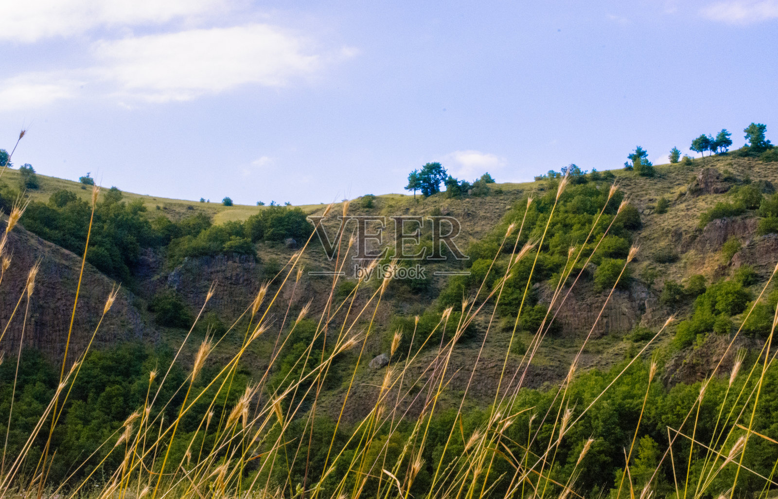 盛开着美丽多彩的野花在眼前照片摄影图片
