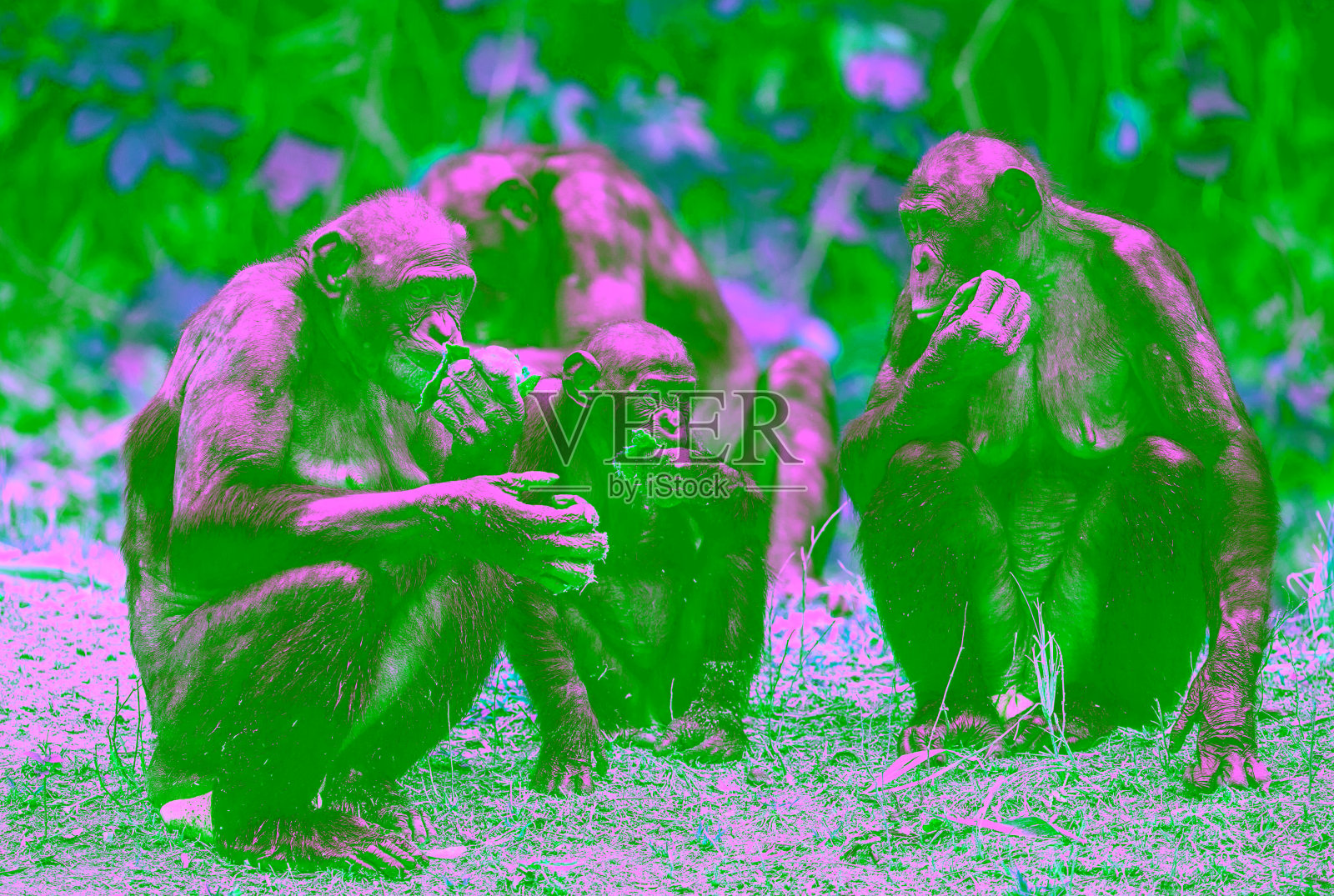 倭黑猩猩的家族照片摄影图片