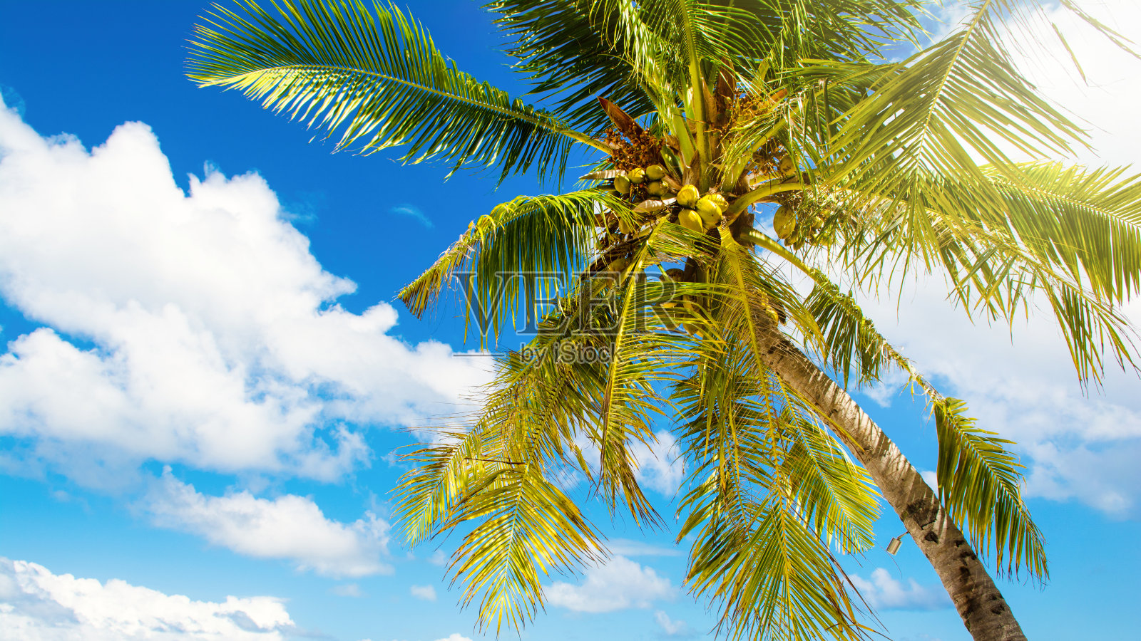 热带棕榈树照片摄影图片