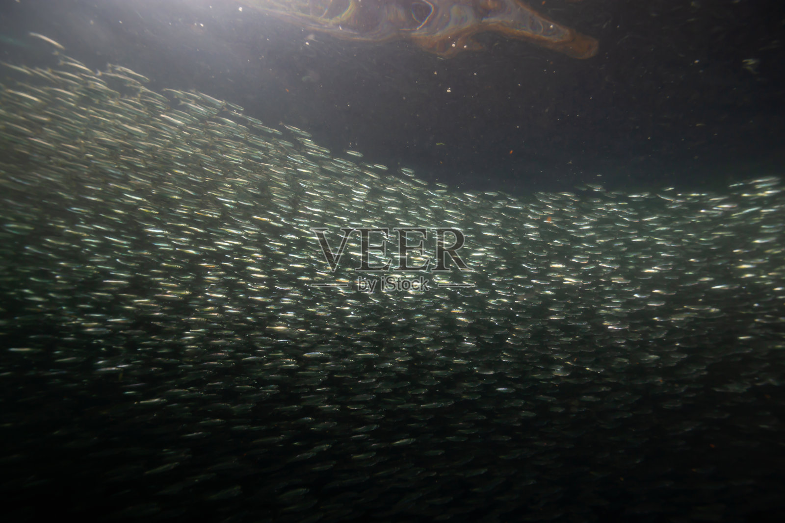 在太平洋中游动的小鱼群照片摄影图片