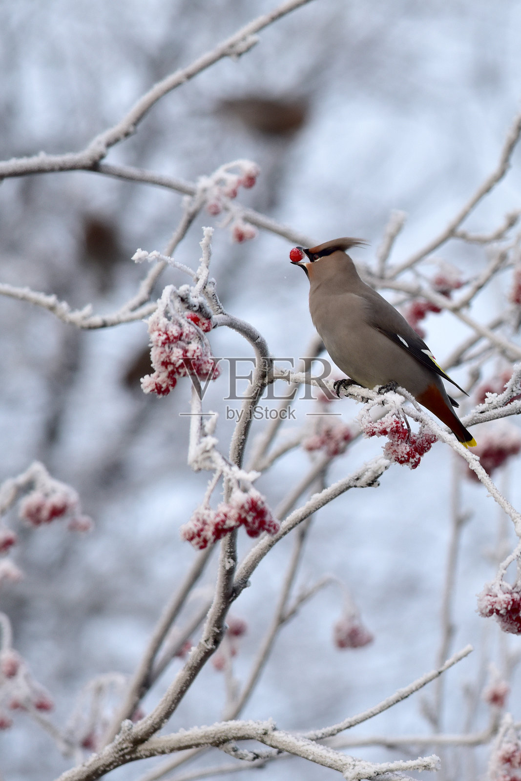 冬天连雀照片摄影图片